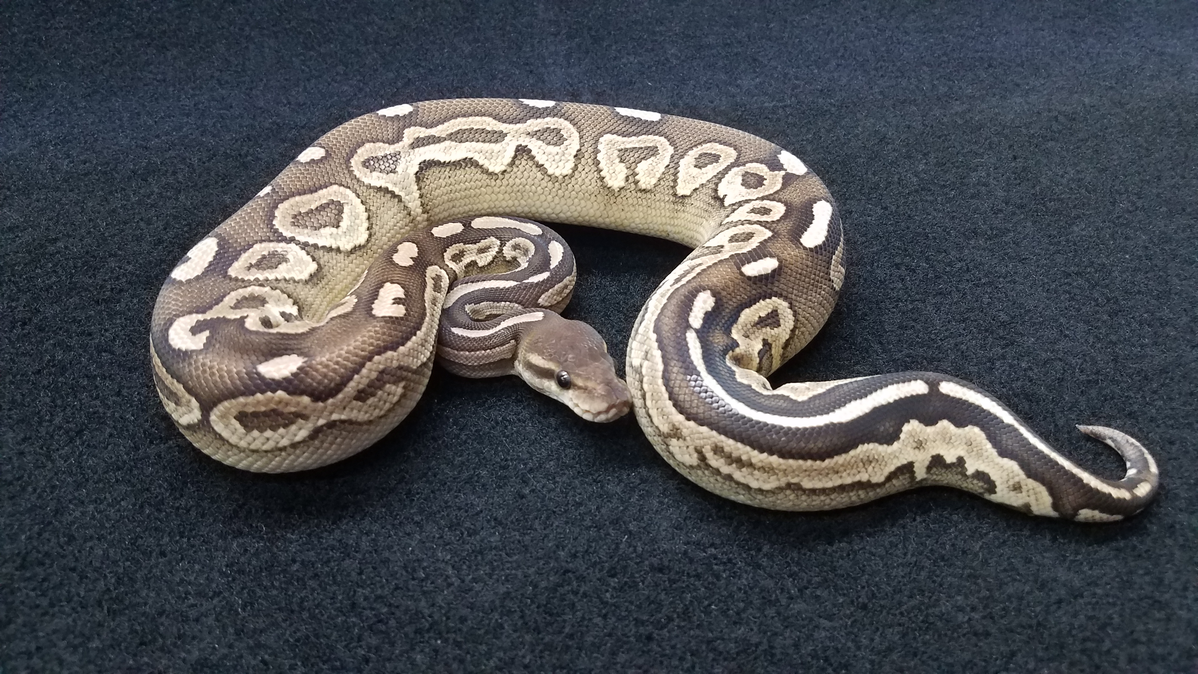 <div style='color: #cb1315; font-size: 14px;font-weight: 700'>Sable Mojave Cinnamon Yellow Belly Ph Hypo</div>