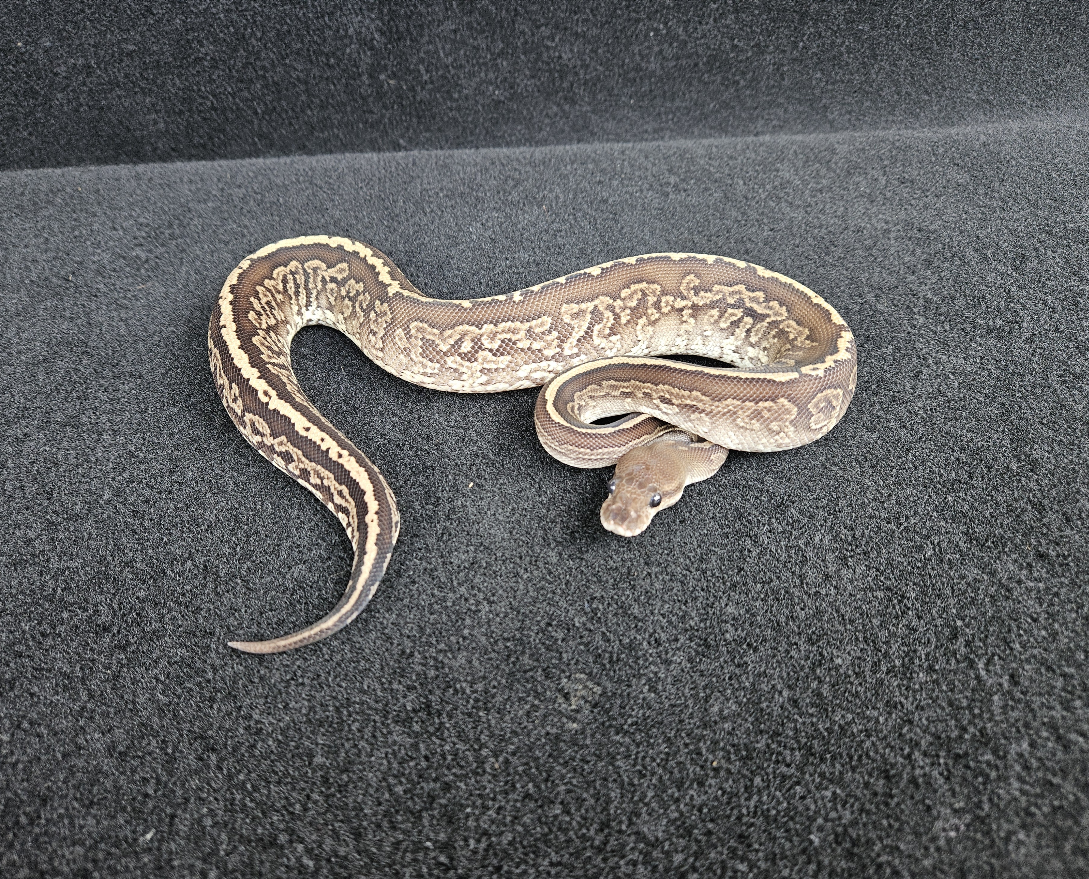 <div style='color: #cb1315; font-size: 14px;font-weight: 700'>Bongo Gargoyle Yellow Belly</div>