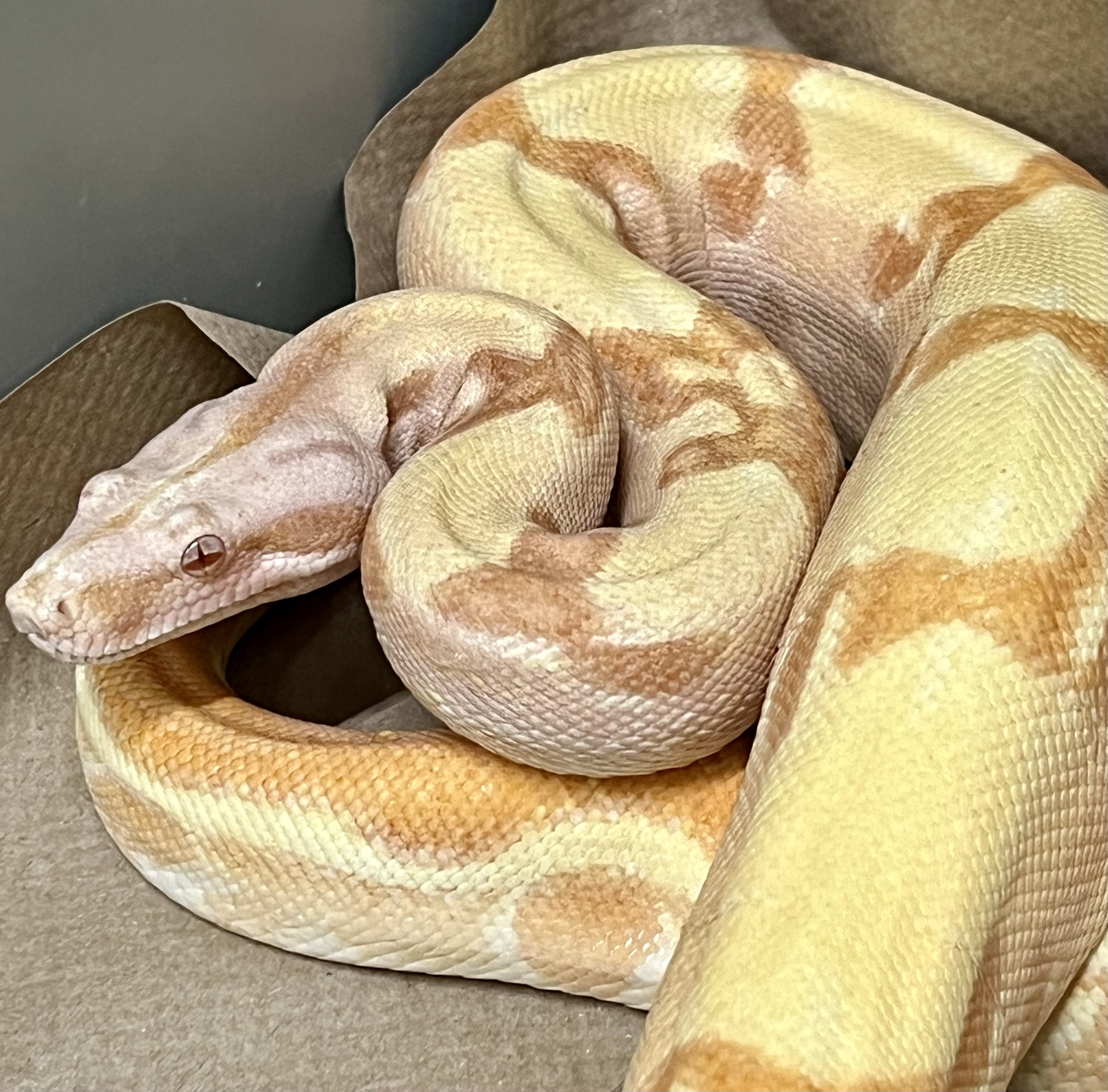 <div style='color: #cb1315; font-size: 14px;font-weight: 700'>Pastel Dream Sunglow Jungle 200627-104M Free Shipping</div>