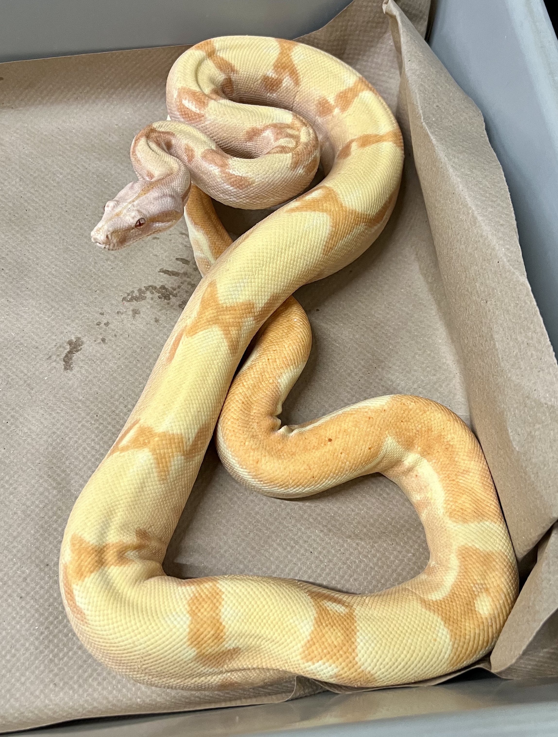 <div style='color: #cb1315; font-size: 14px;font-weight: 700'>Pastel Dream Sunglow Jungle 200627-104M Free Shipping</div>
