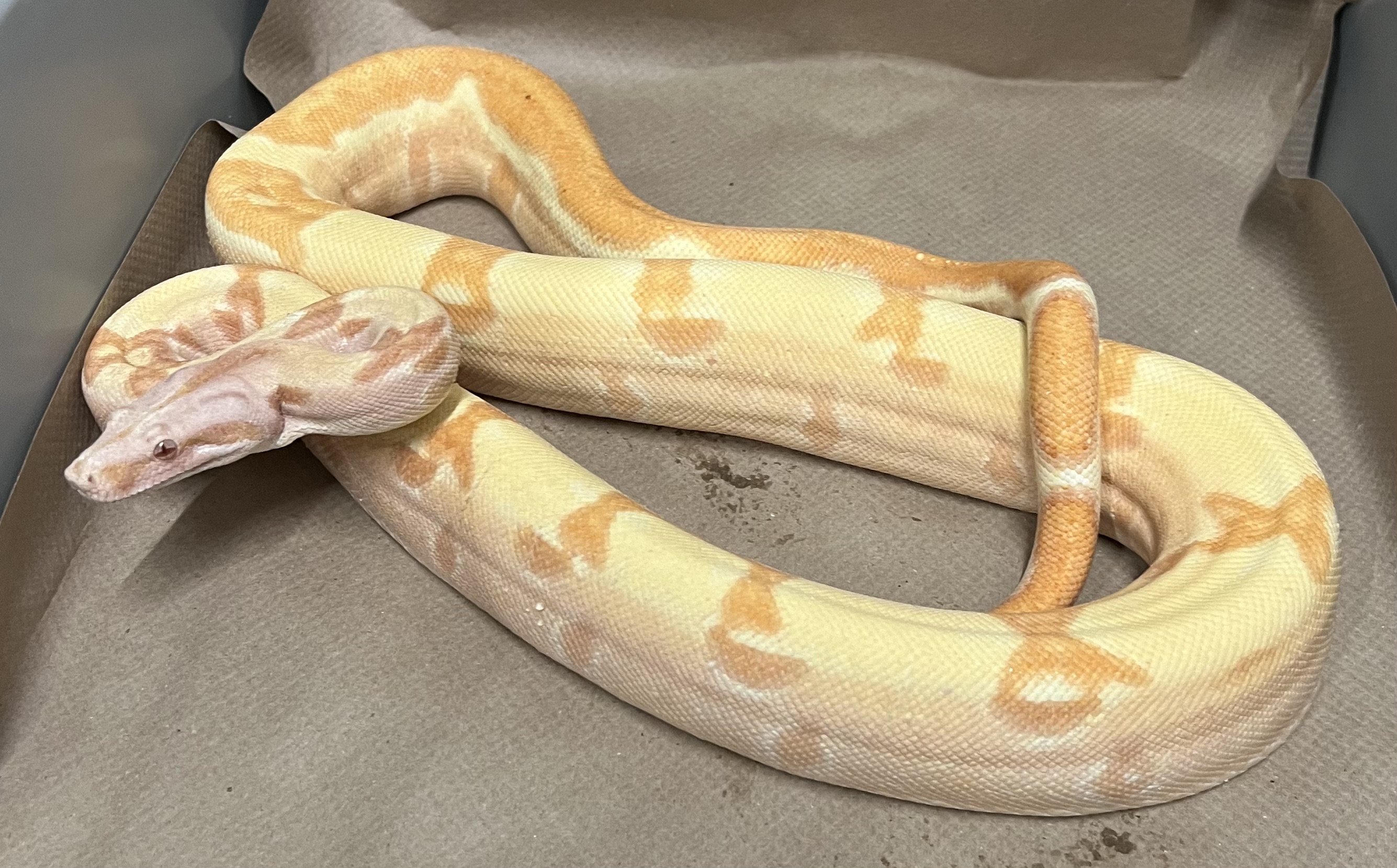 <div style='color: #cb1315; font-size: 14px;font-weight: 700'>Pastel Dream Sunglow Jungle 200627-104M Free Shipping</div>
