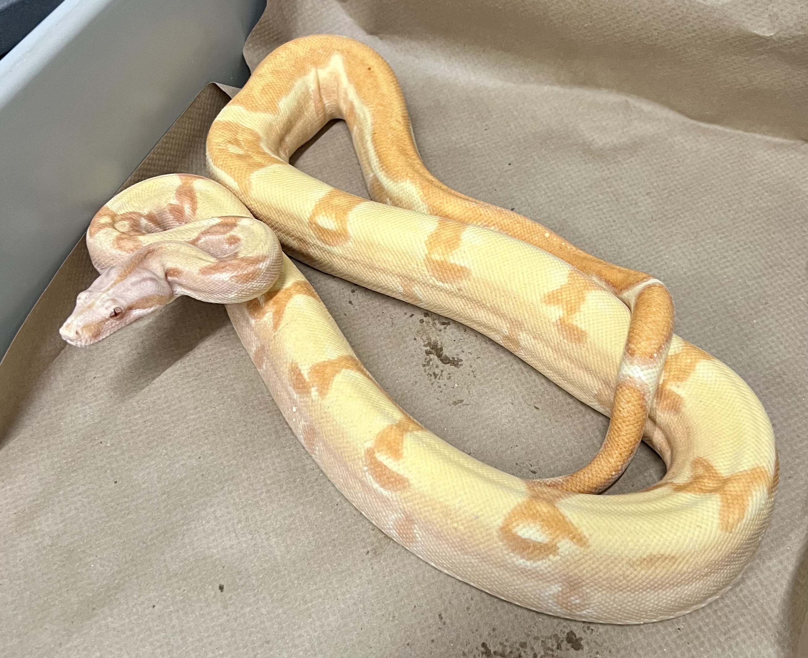 <div style='color: #cb1315; font-size: 14px;font-weight: 700'>Pastel Dream Sunglow Jungle 200627-104M Free Shipping</div>