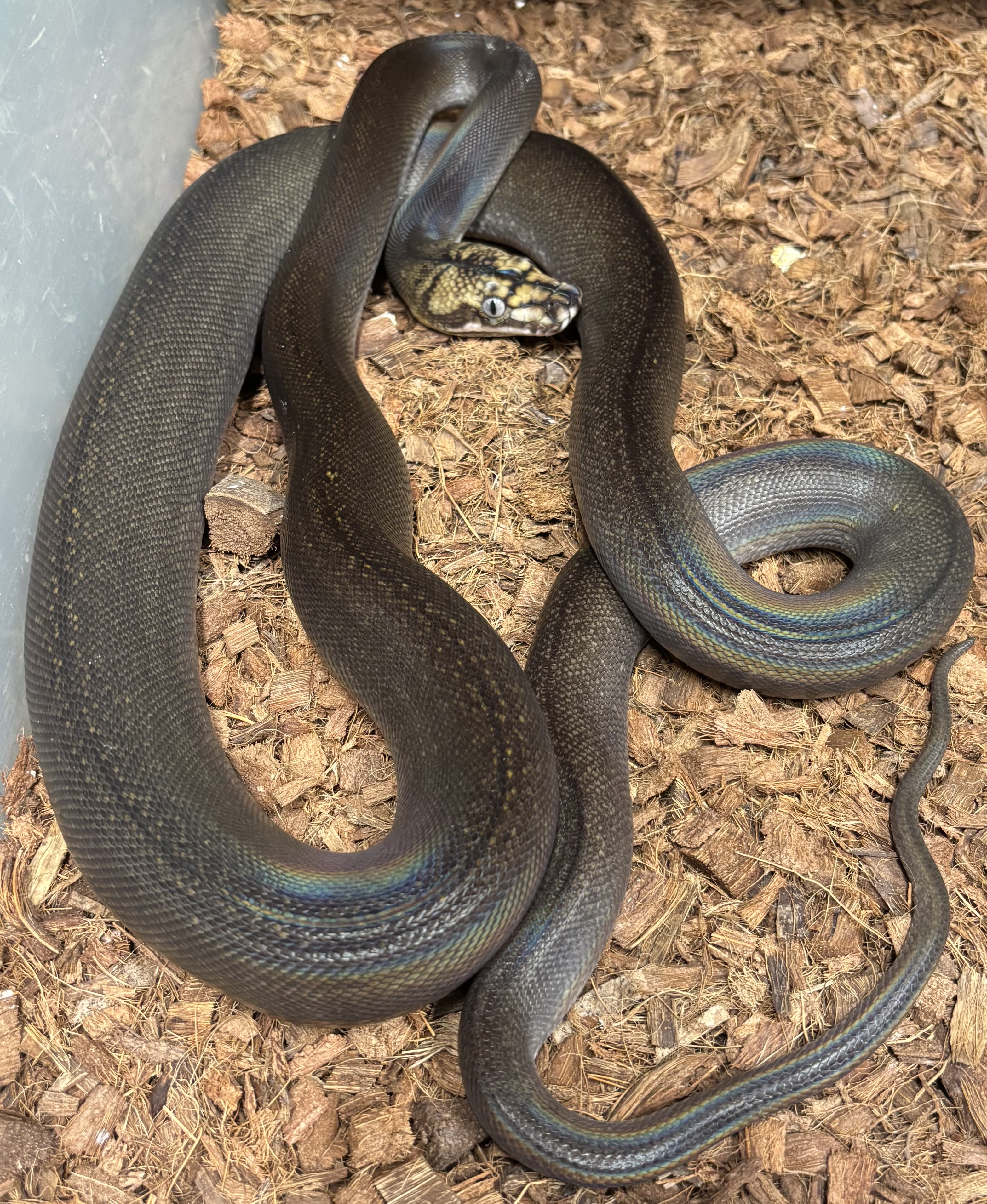 <div style='color: #cb1315; font-size: 14px;font-weight: 700'>Black Motley Golden Child Tiger Het Purple Mochino 2023-707-M Free Shipping</div>