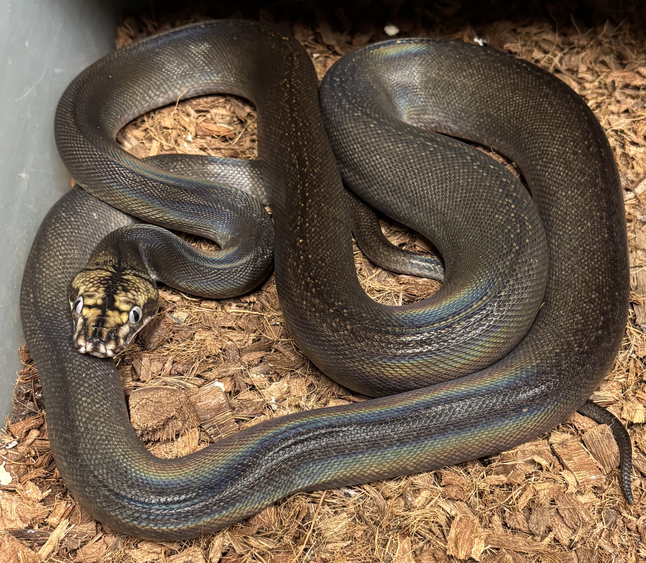 <div style='color: #cb1315; font-size: 14px;font-weight: 700'>Black Motley Golden Child Tiger Het Purple Mochino 2023-707-M Free Shipping</div>