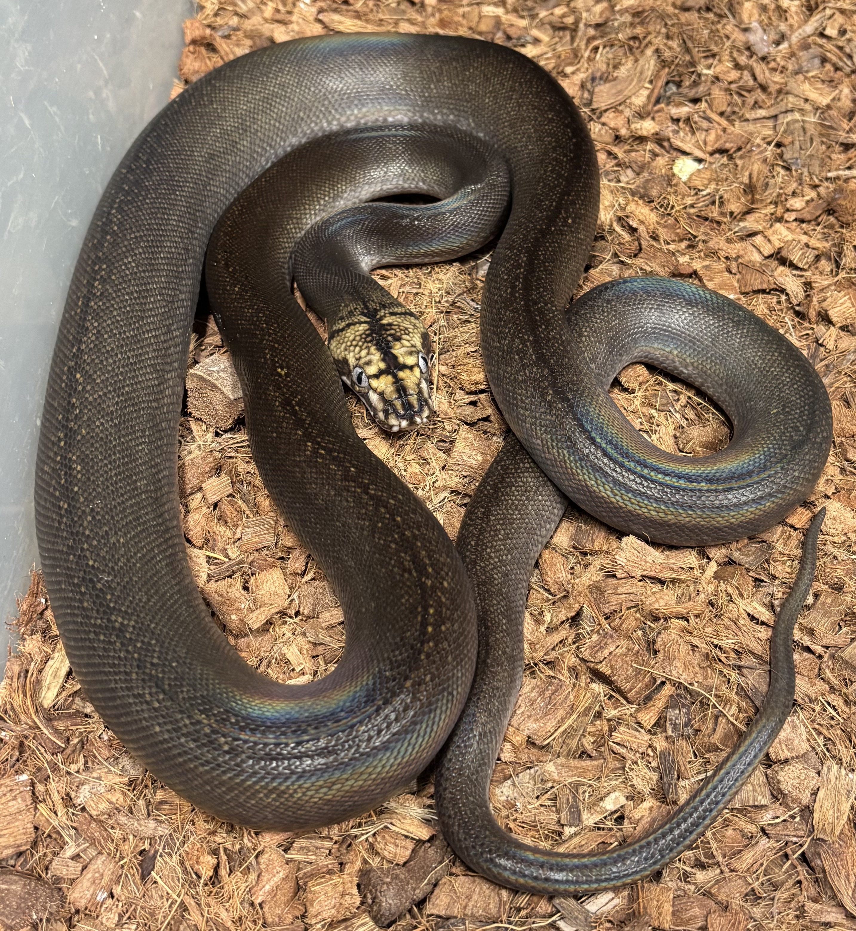 <div style='color: #cb1315; font-size: 14px;font-weight: 700'>Black Motley Golden Child Tiger Het Purple Mochino 2023-707-M Free Shipping</div>