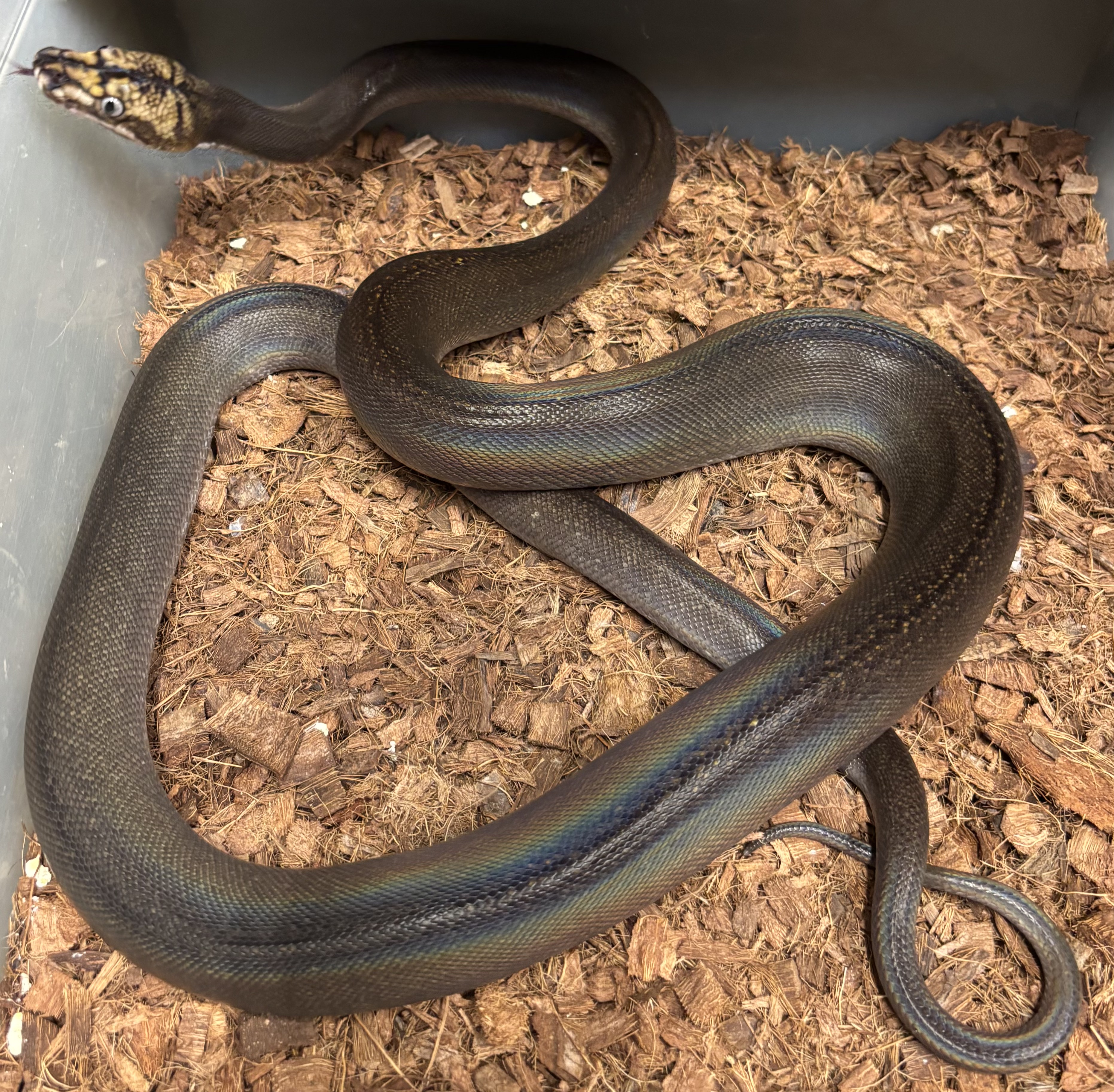 <div style='color: #cb1315; font-size: 14px;font-weight: 700'>Black Motley Golden Child Tiger Het Purple Mochino 2023-707-M Free Shipping</div>