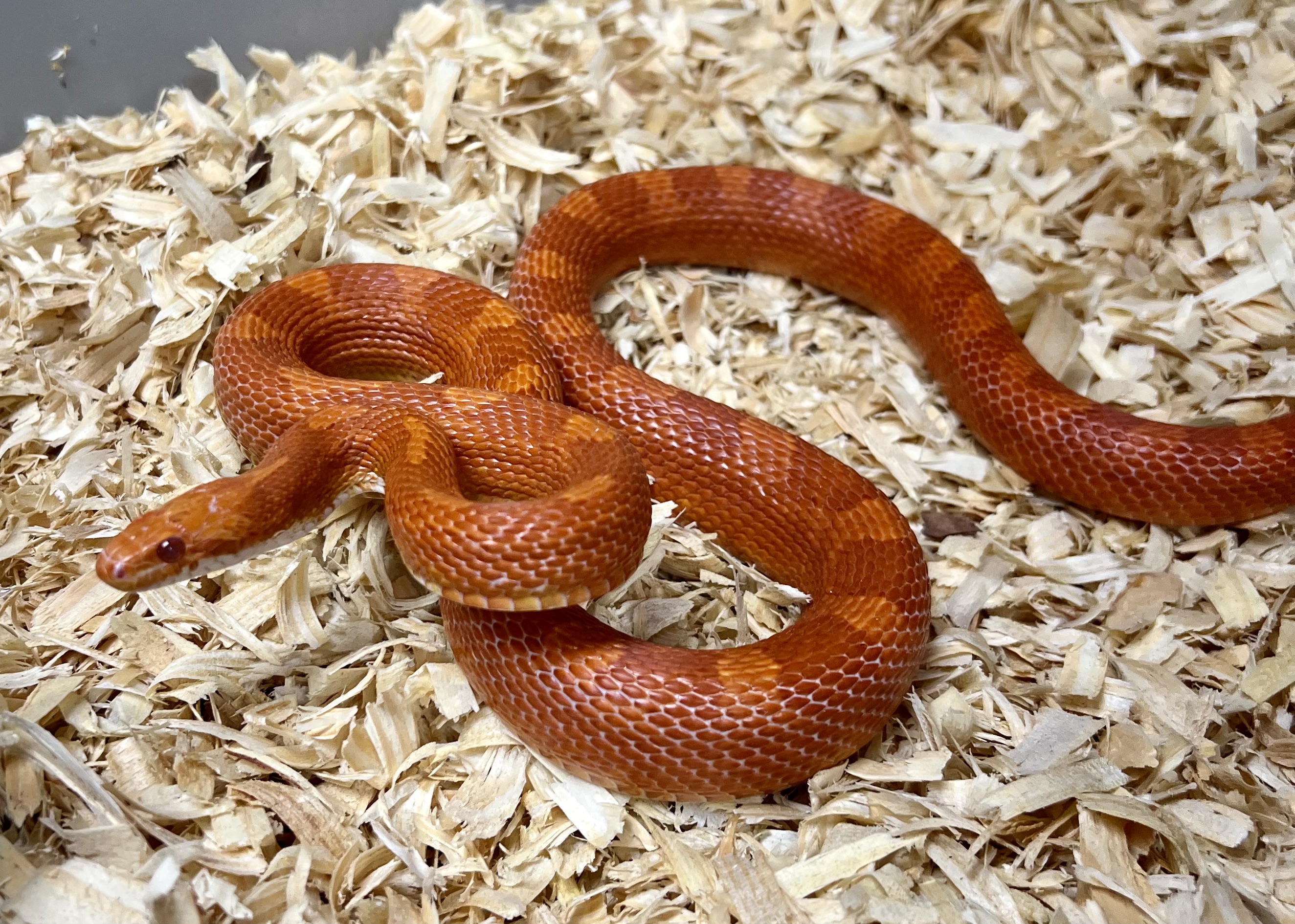 <div style='color: #cb1315; font-size: 14px;font-weight: 700'>Fire Pied Sided 2020FP-M Free Shipping</div>