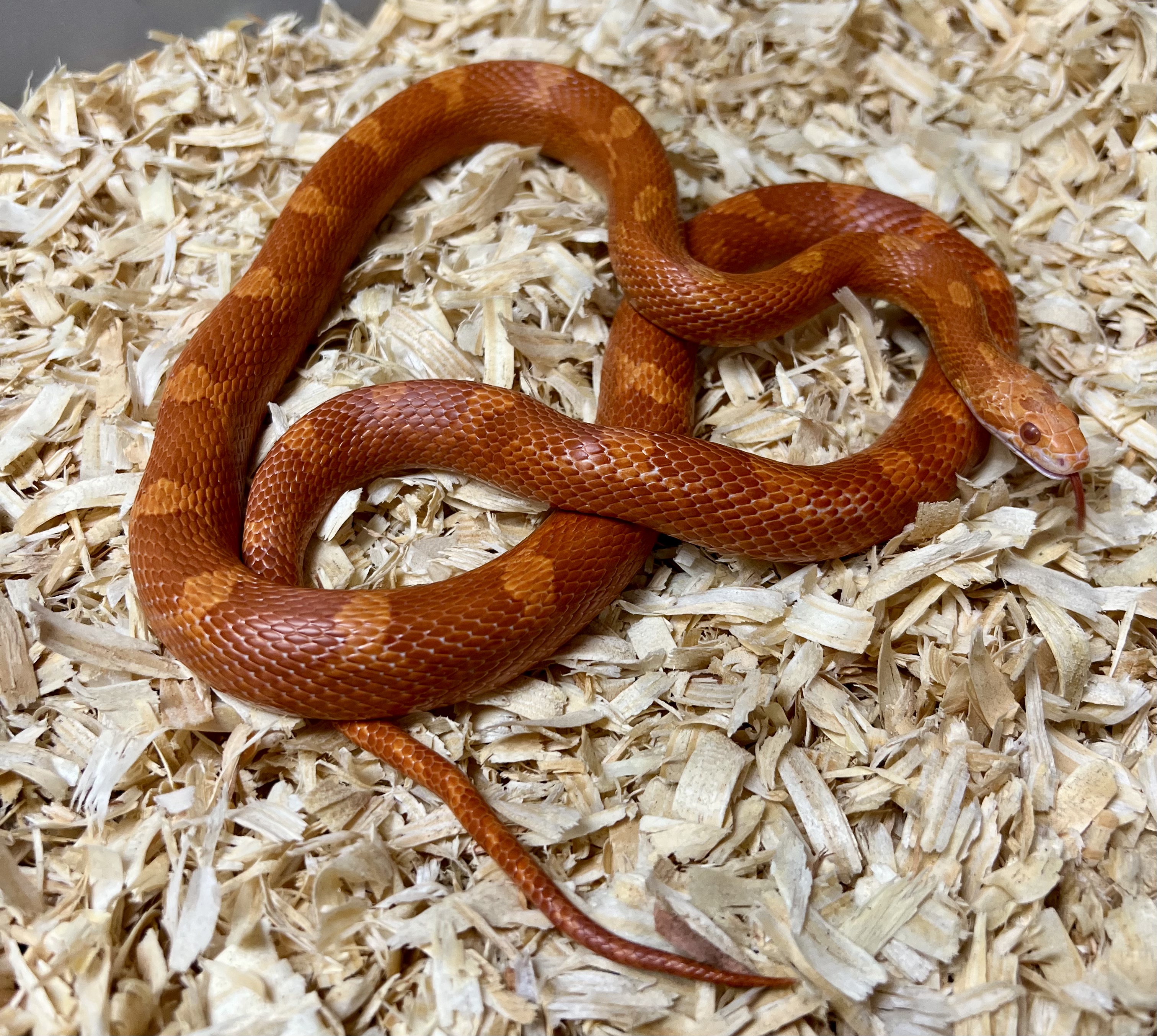 <div style='color: #cb1315; font-size: 14px;font-weight: 700'>Fire Pied Sided 2020FP-F</div>
