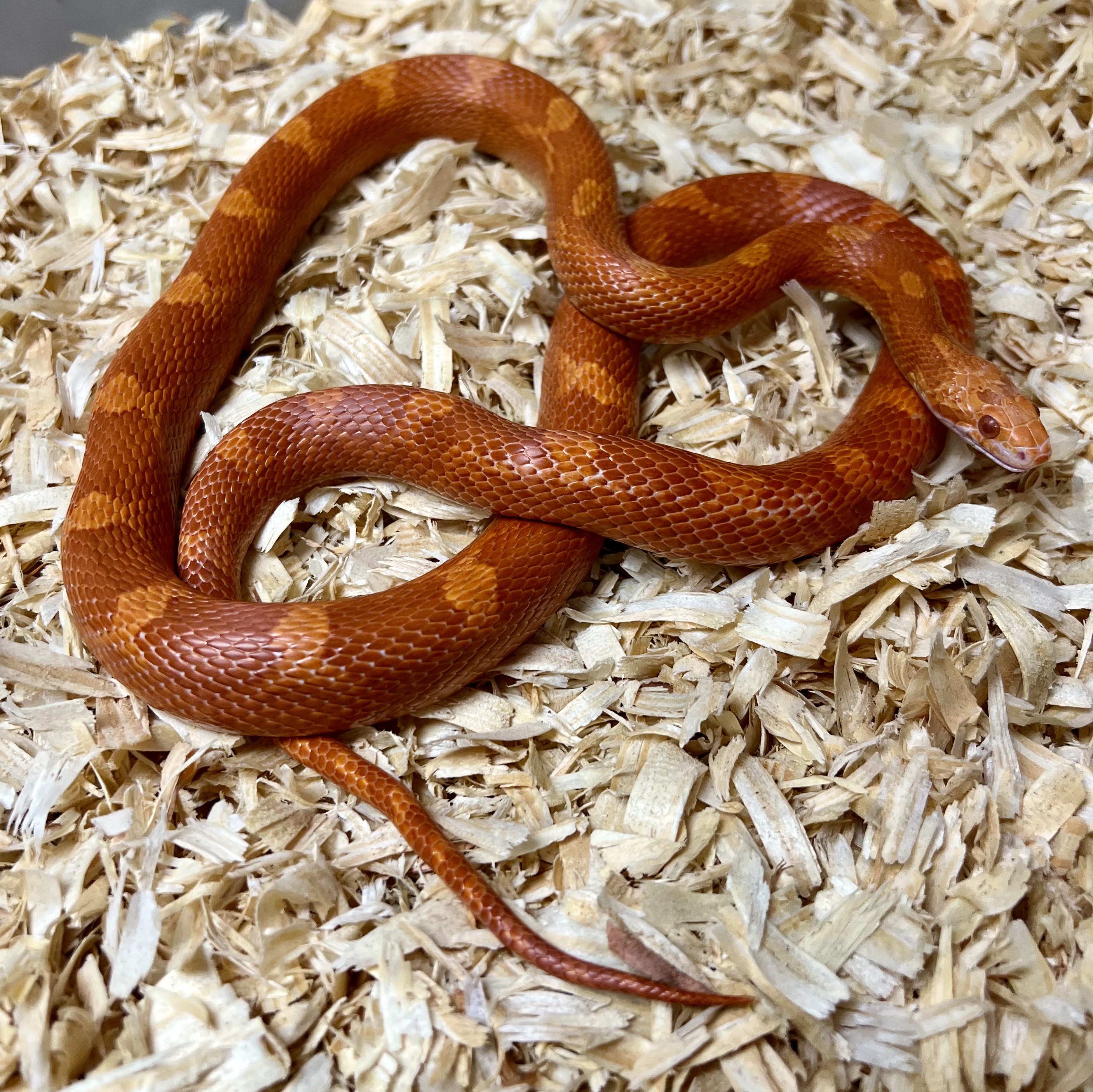 <div style='color: #cb1315; font-size: 14px;font-weight: 700'>Fire Pied Sided 2020FP-F</div>