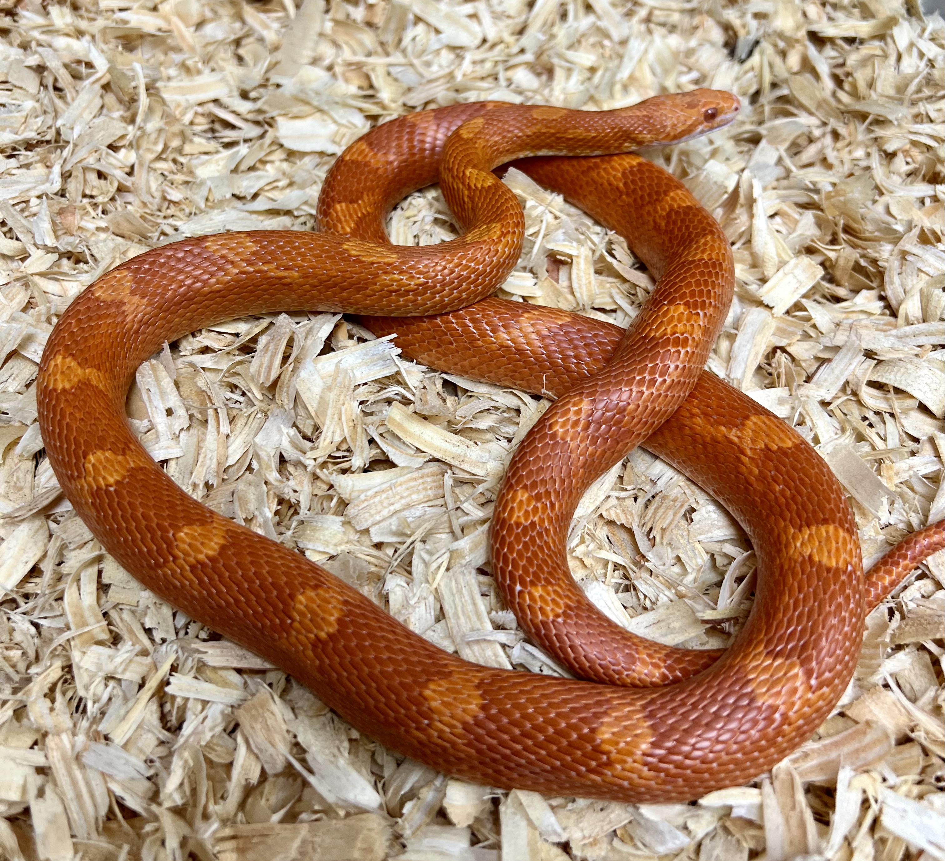<div style='color: #cb1315; font-size: 14px;font-weight: 700'>Fire Pied Sided 2020FP-F</div>