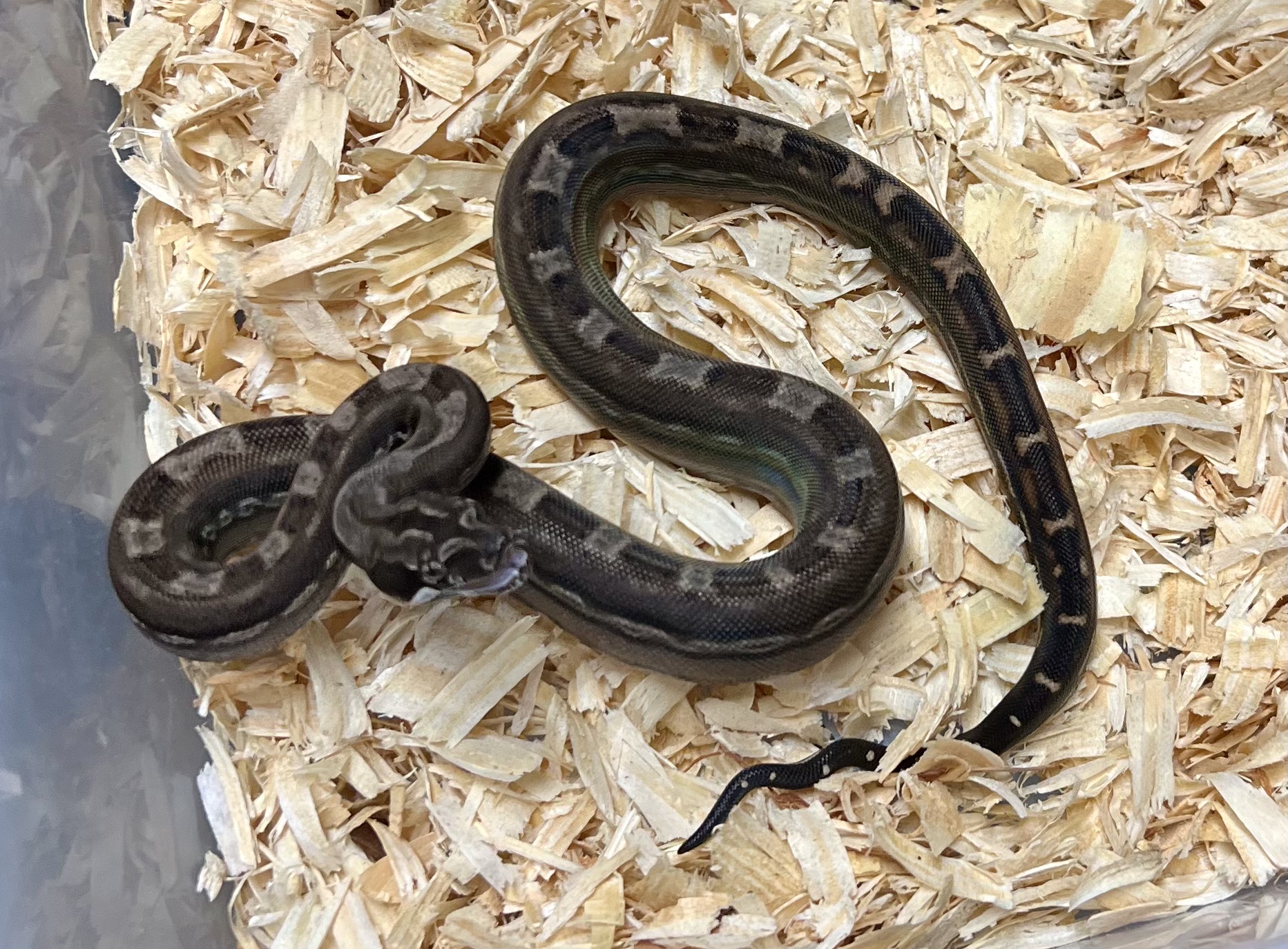 <div style='color: #cb1315; font-size: 14px;font-weight: 700'>Inca Aztec Motley Het Anery Type 2 Free Shipping</div>