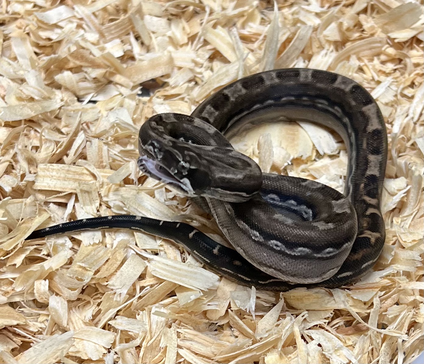 <div style='color: #cb1315; font-size: 14px;font-weight: 700'>Inca Aztec Motley Het Anery Type 2 Free Shipping</div>