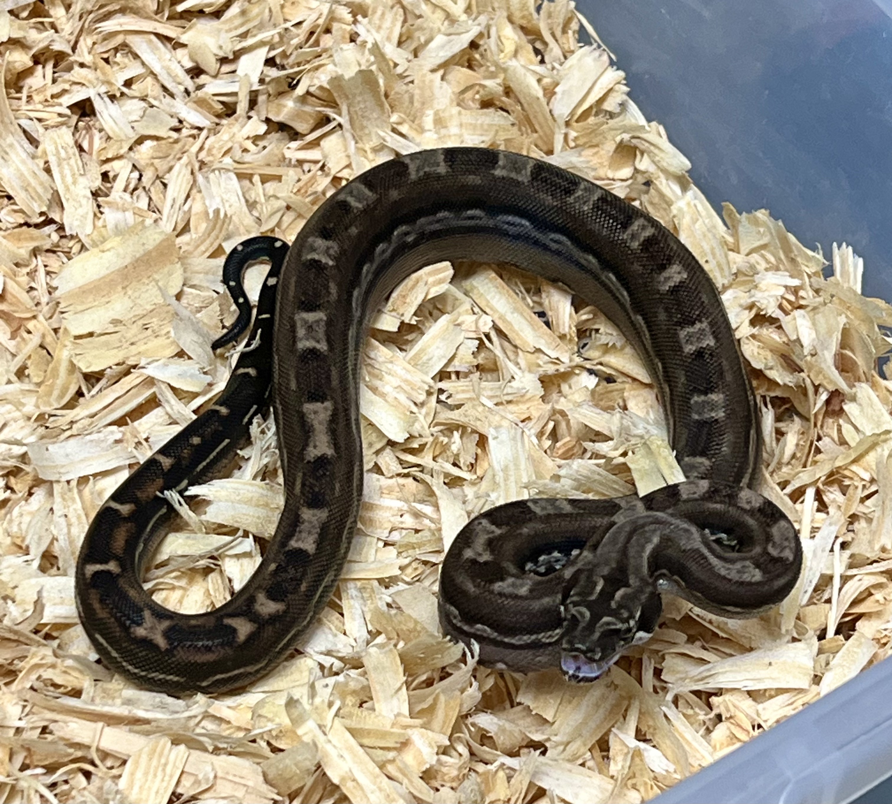 <div style='color: #cb1315; font-size: 14px;font-weight: 700'>Inca Aztec Motley Het Anery Type 2 Free Shipping</div>
