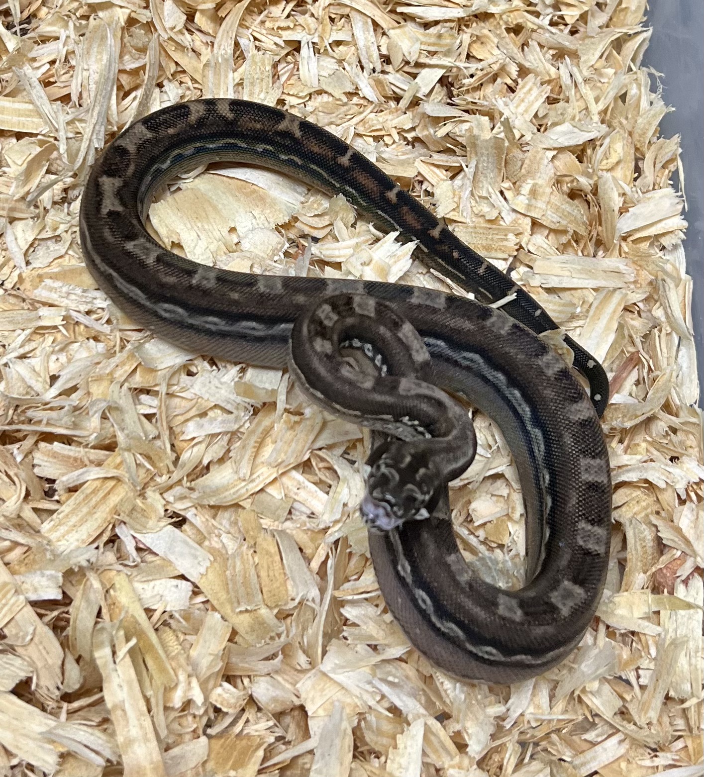 <div style='color: #cb1315; font-size: 14px;font-weight: 700'>Inca Aztec Motley Het Anery Type 2 Free Shipping</div>