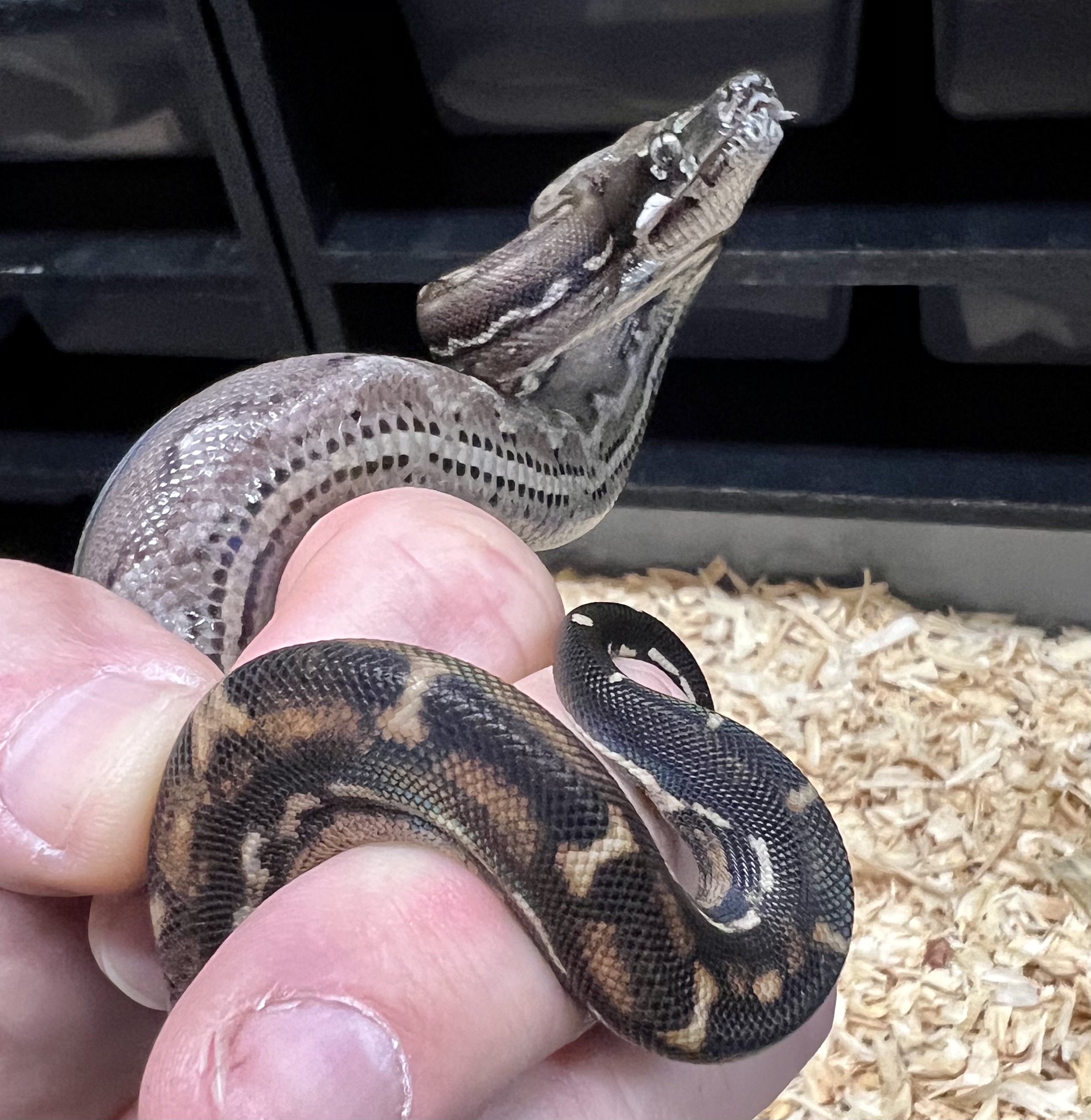 <div style='color: #cb1315; font-size: 14px;font-weight: 700'>Inca Aztec Motley Het Anery Type 2 Free Shipping</div>