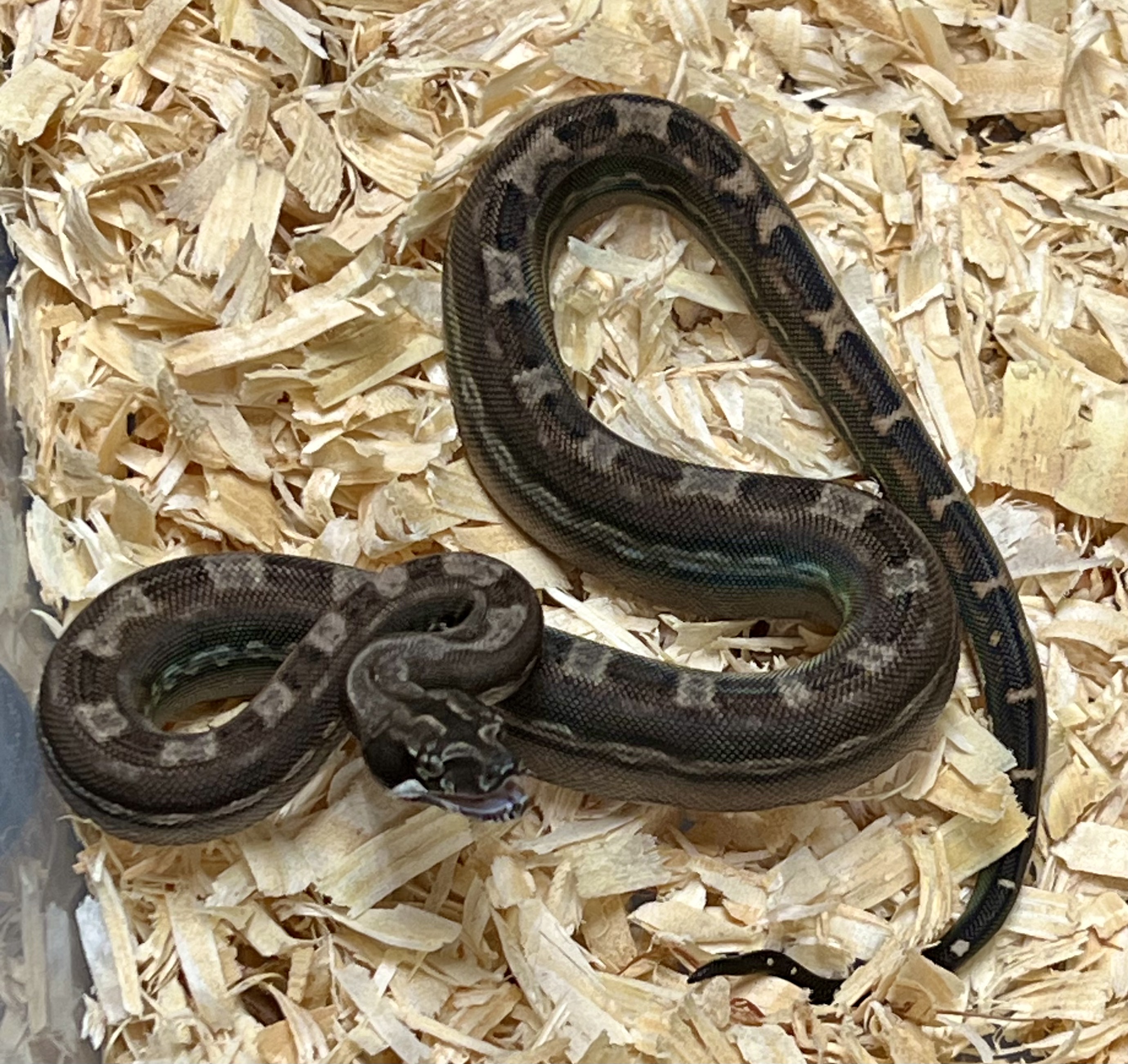 <div style='color: #cb1315; font-size: 14px;font-weight: 700'>Inca Aztec Motley Het Anery Type 2 Free Shipping</div>
