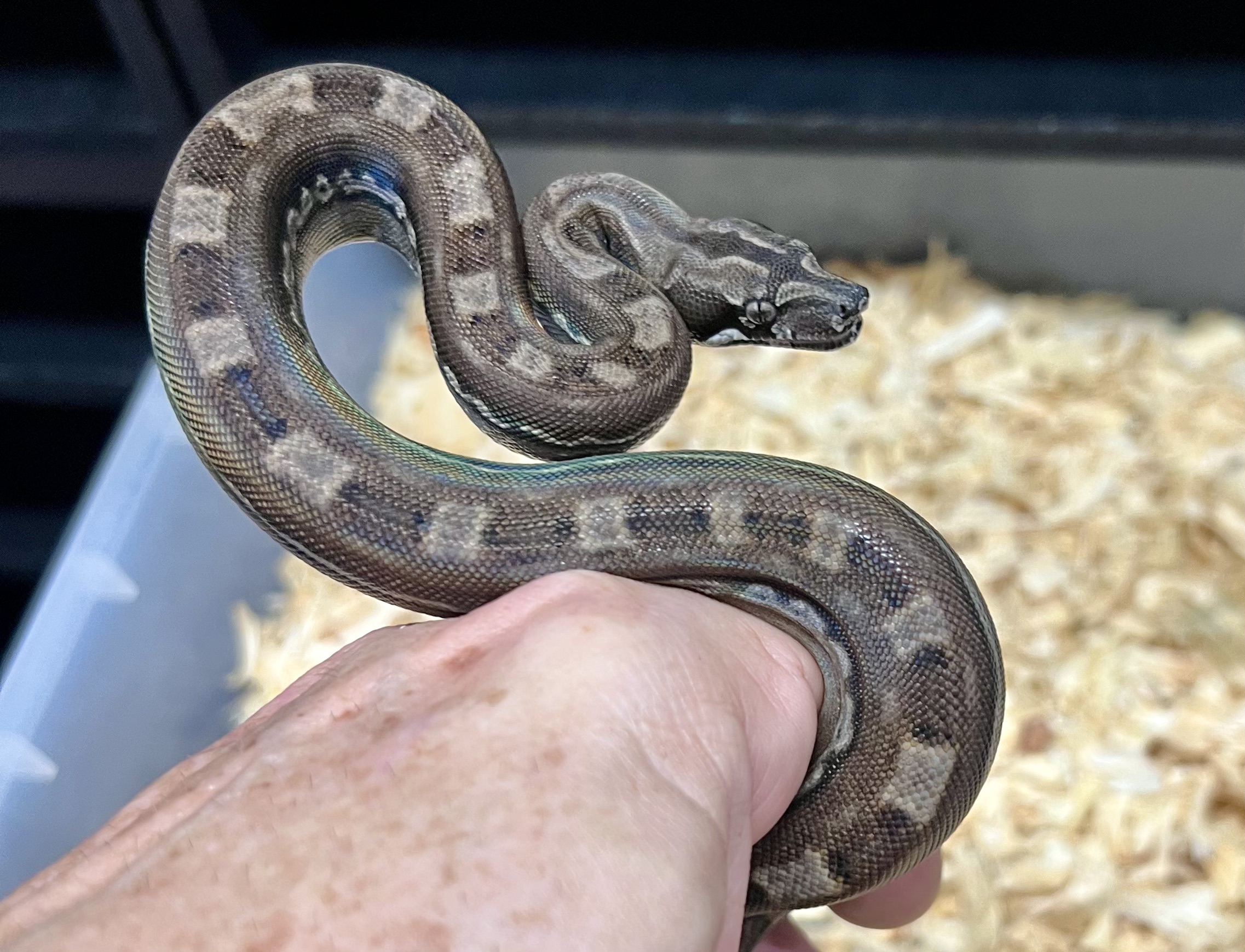 <div style='color: #cb1315; font-size: 14px;font-weight: 700'>Inca Aztec Motley Het Anery Type 2 Free Shipping</div>