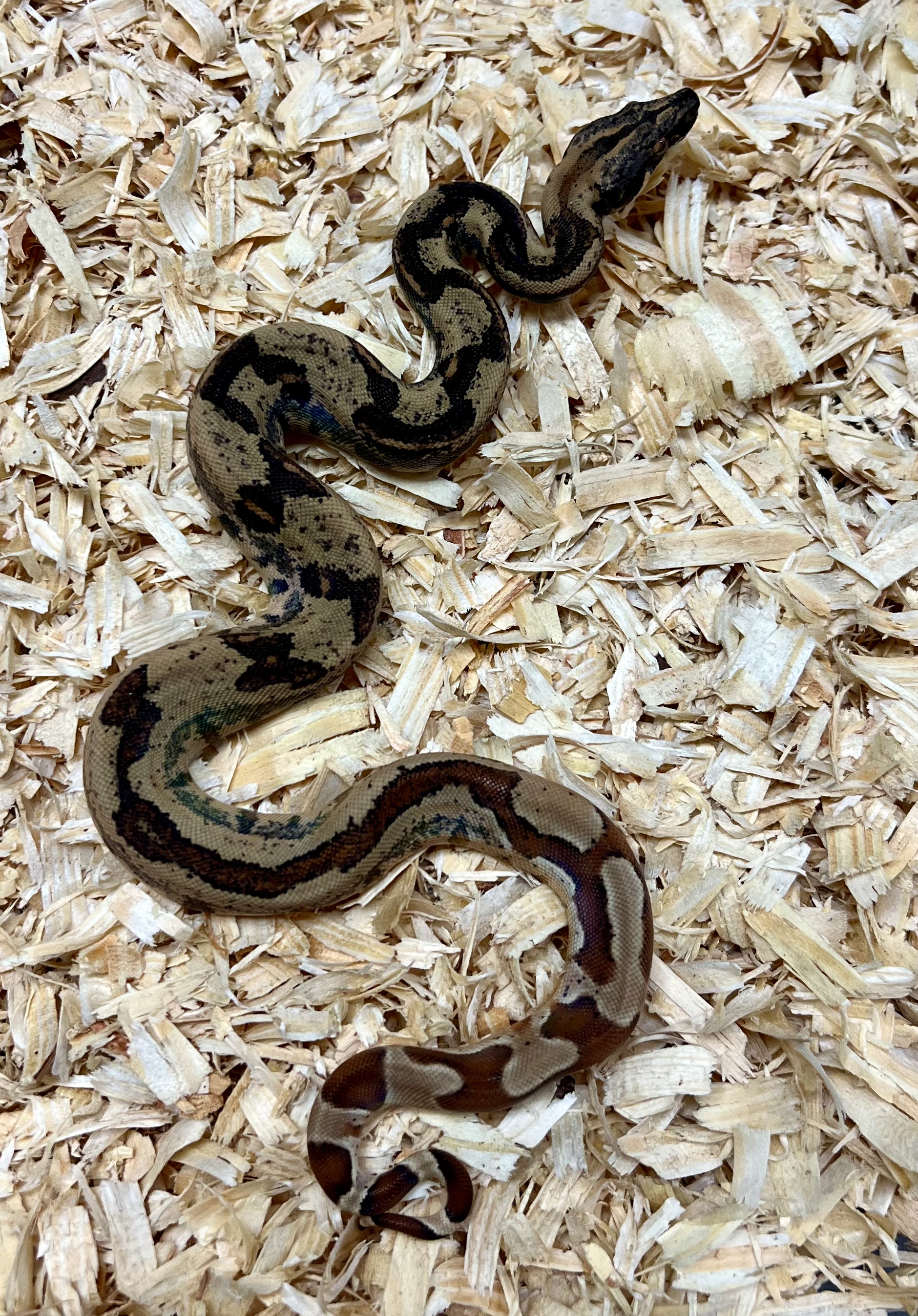 <div style='color: #cb1315; font-size: 14px;font-weight: 700'>Hypo Pink Panther Img Jungle Het Blood 66% Het Vpi Free Shipping</div>