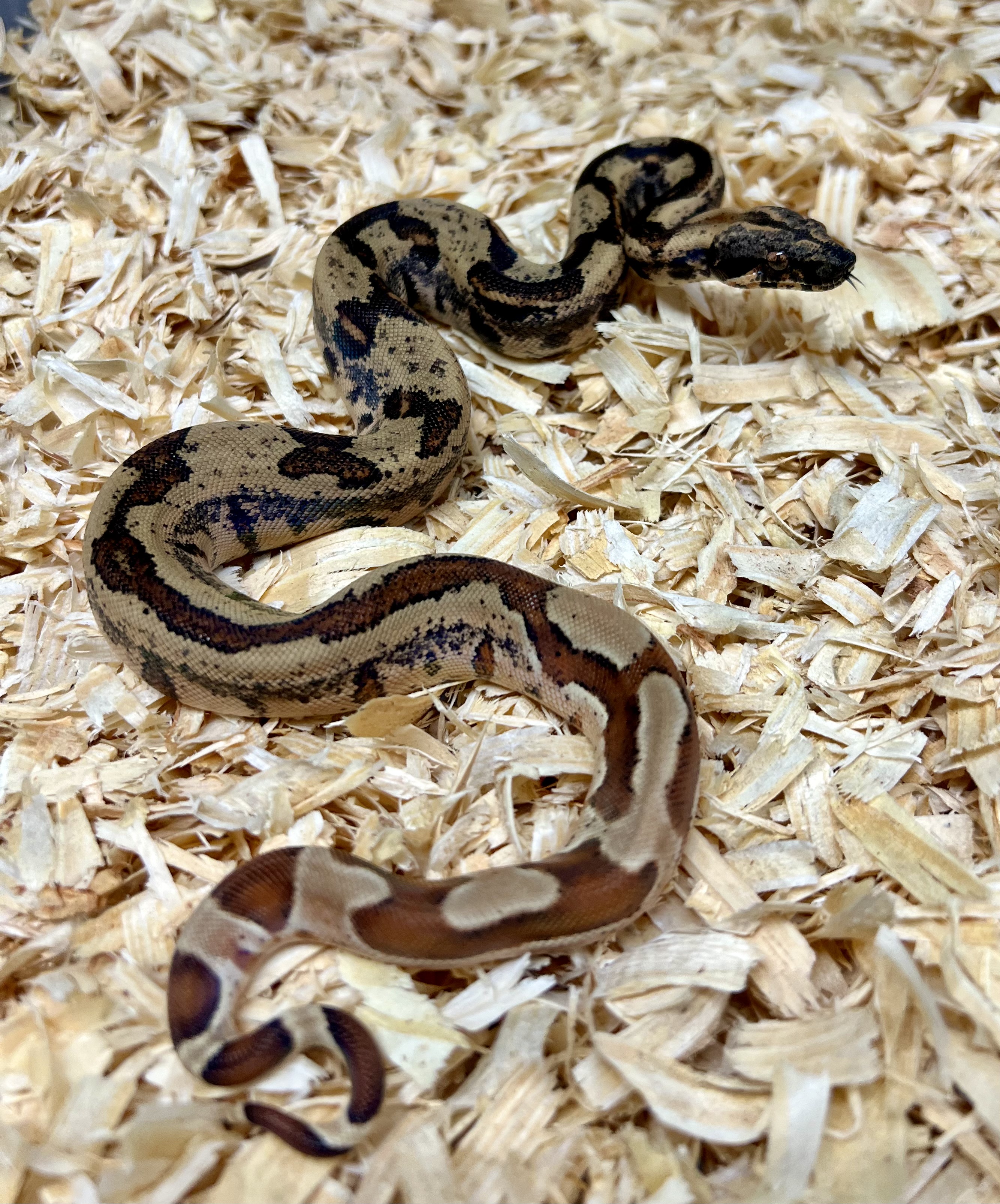 <div style='color: #cb1315; font-size: 14px;font-weight: 700'>Hypo Pink Panther Img Jungle Het Blood 66% Het Vpi Free Shipping</div>