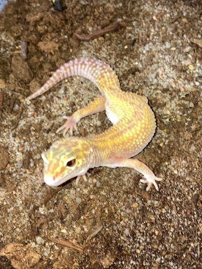 Snake Eye Raptor Leopard Gecko