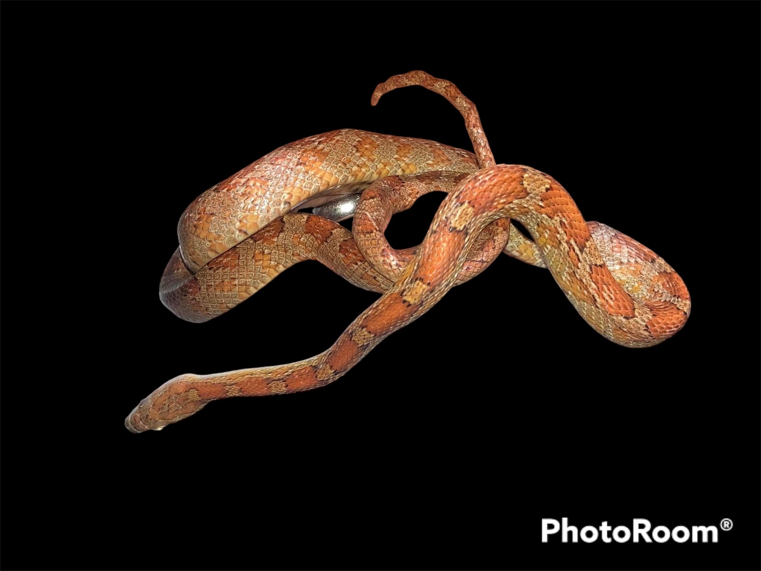 Everglades Rosy Eastern Rat Snake by 03Arachnids MorphMarket