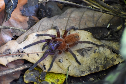 Citharacanthus Cyaneus Tarantula by 03Arachnids