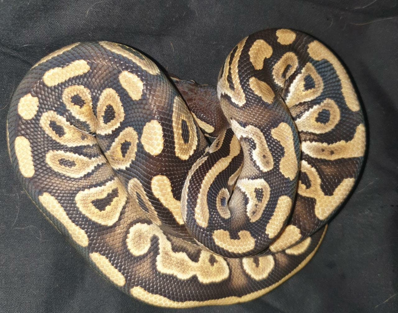 Mojave Ball Python by Mama Medusa - MorphMarket