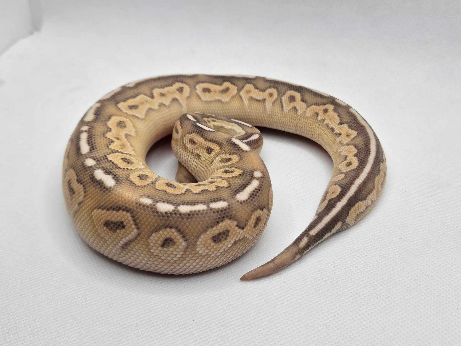 Cinnamon Lesser Vanilla Ball Python by Clayton's Ball Pythons - MorphMarket