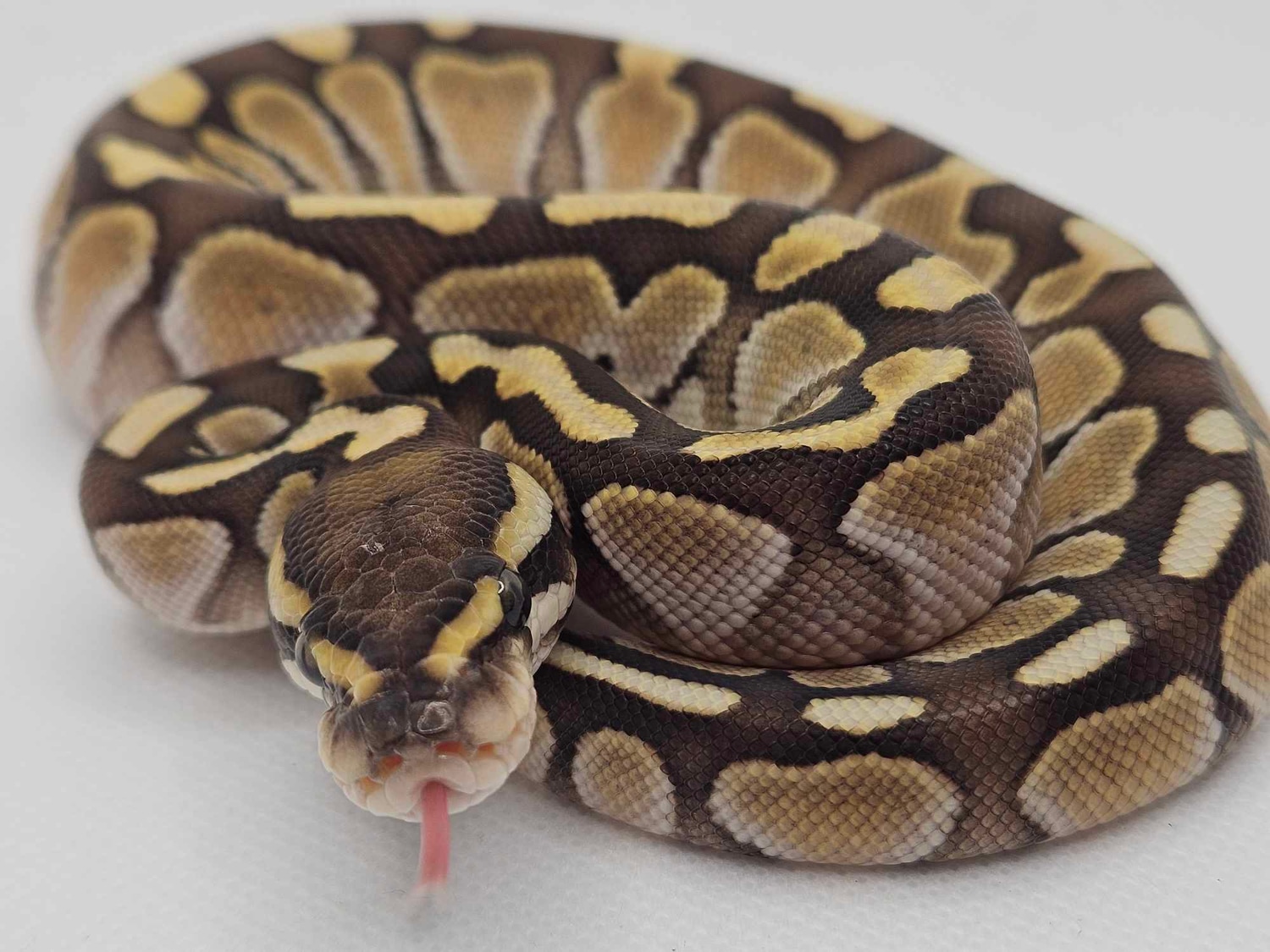 LESSER Ball Python by Clayton's Ball Pythons - MorphMarket