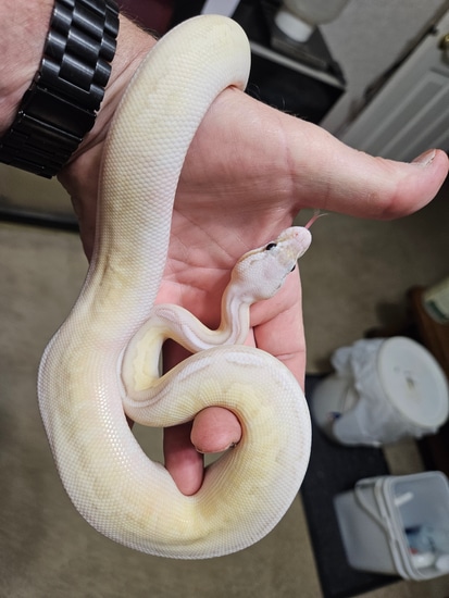 Ban Van Past Cinny Lesser Ball Python by Clayton's Ball Pythons