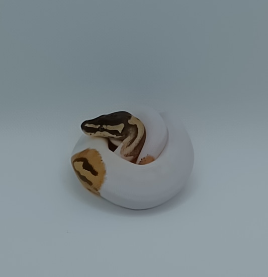 Normal Pied Ball Python by Clayton's Ball Pythons