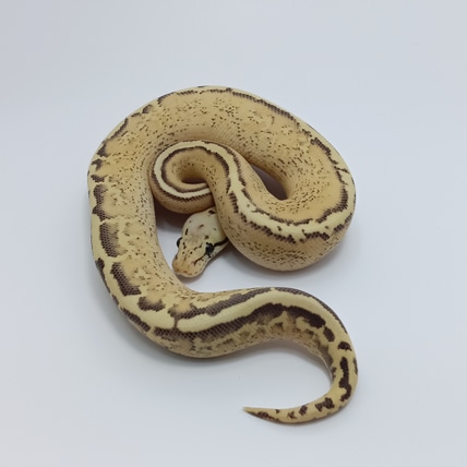 Pastel Bypass Ball Python
