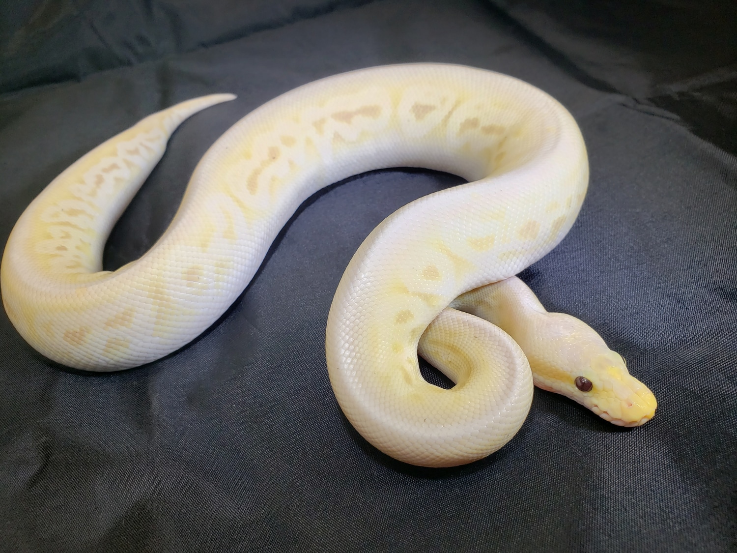 Pastel Banana Cinnamon Vanilla Het Red Axanthic Ball Python by BADD Reptiles MorphMarket