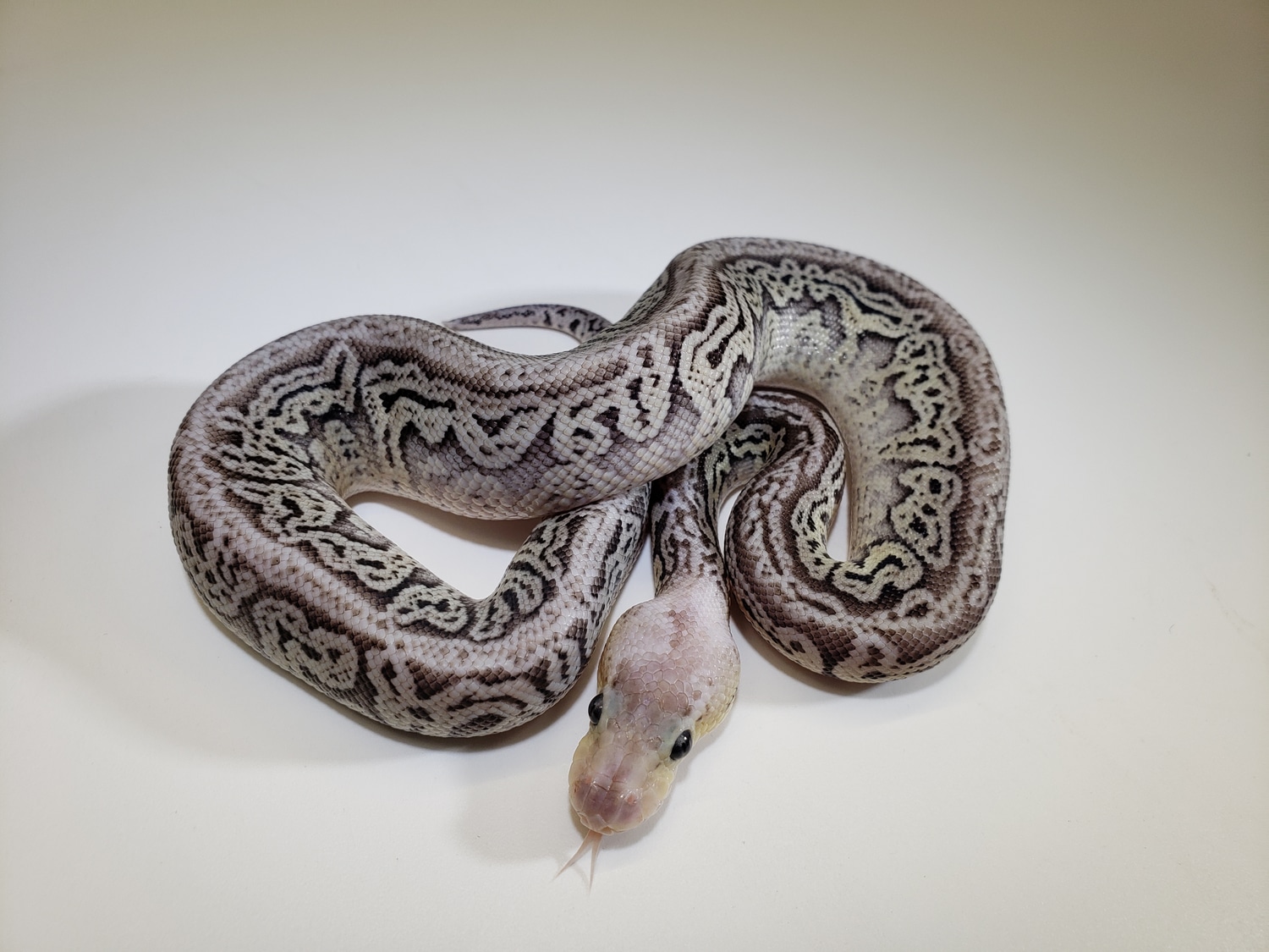 Super Pastel Red Axanthic 1m Ball Python by BADD Reptiles - MorphMarket