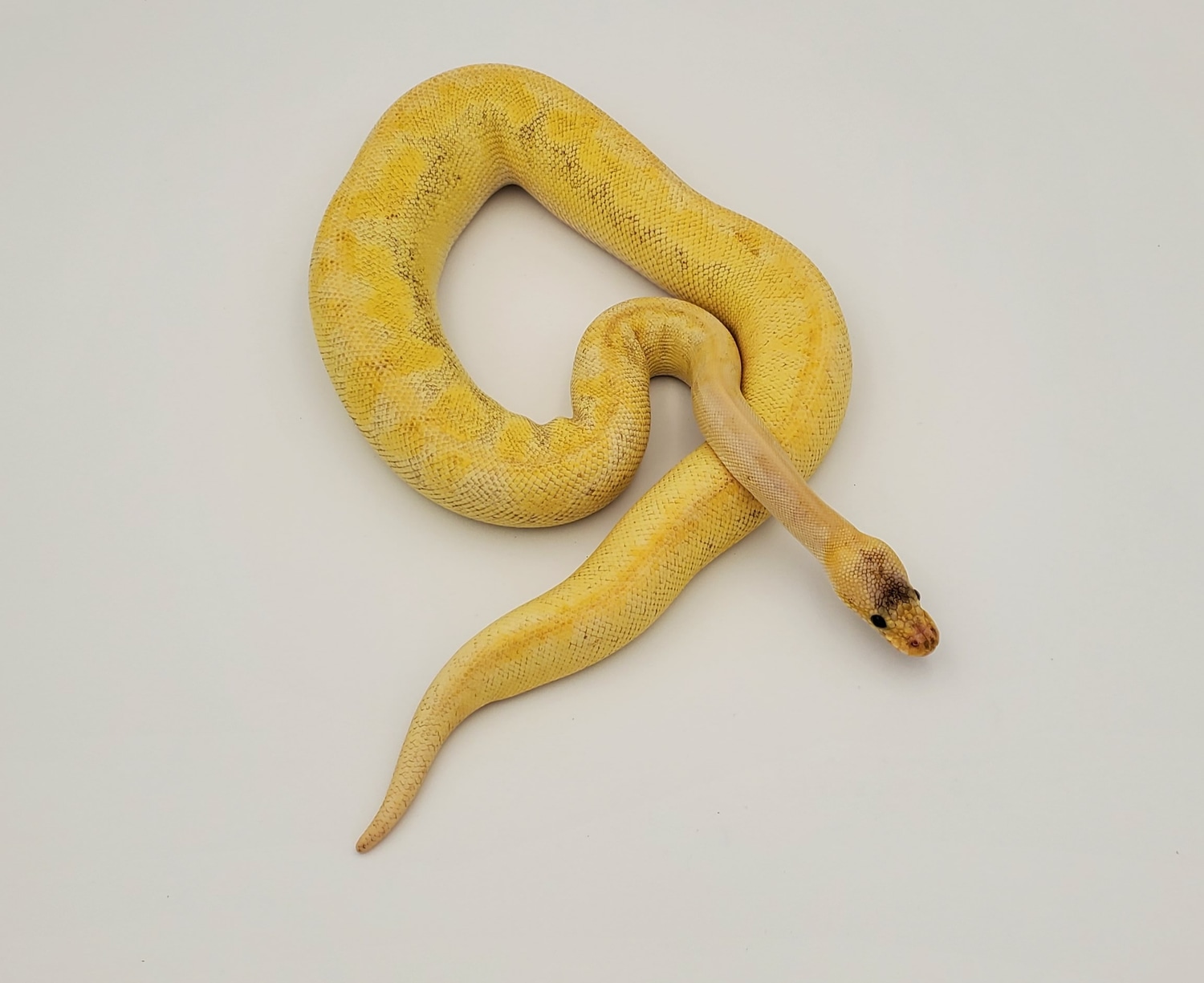 Pastel Champagne Het Ghost Ball Python by BADD Reptiles MorphMarket