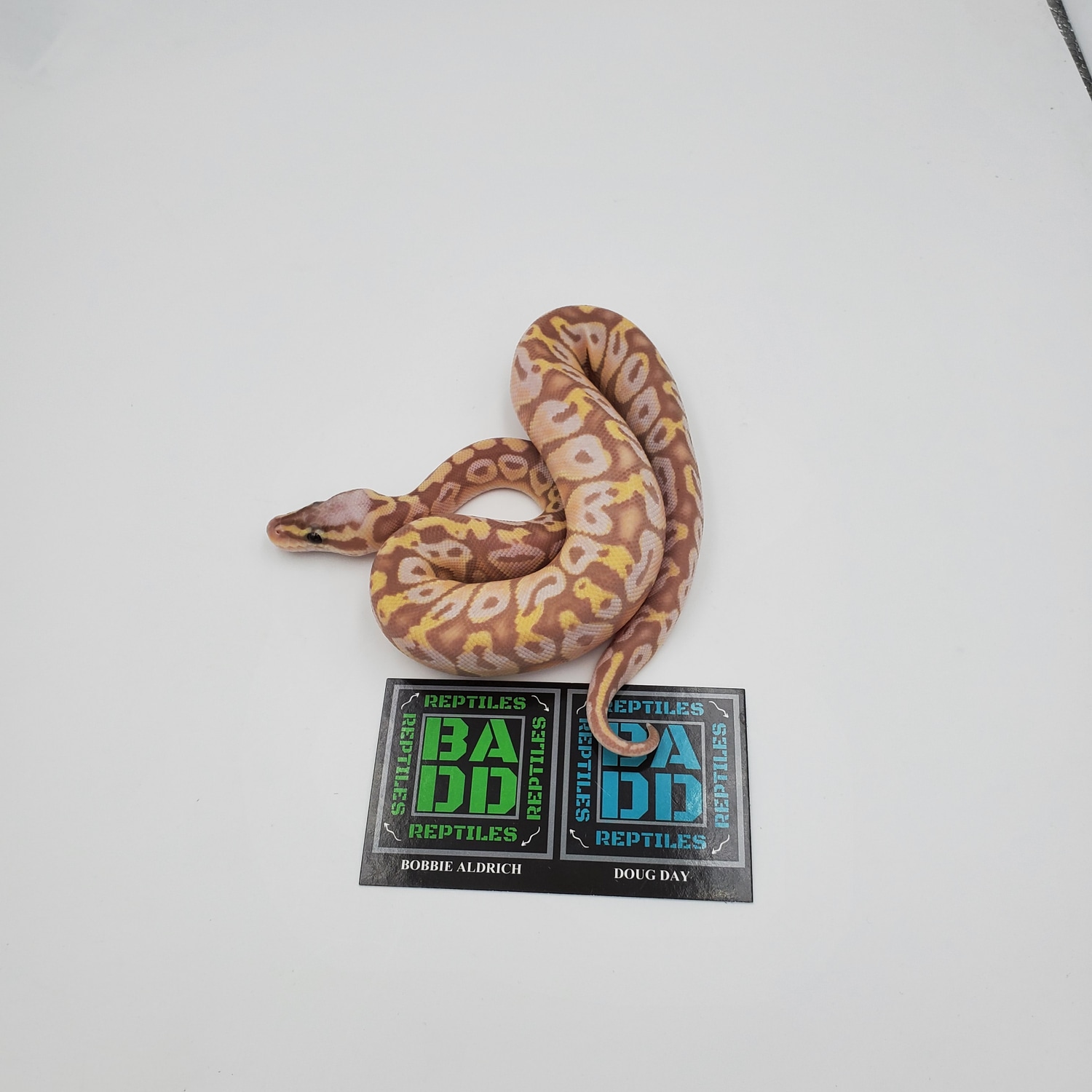 Banana Pastel Vanilla Ball Python by BADD Reptiles MorphMarket