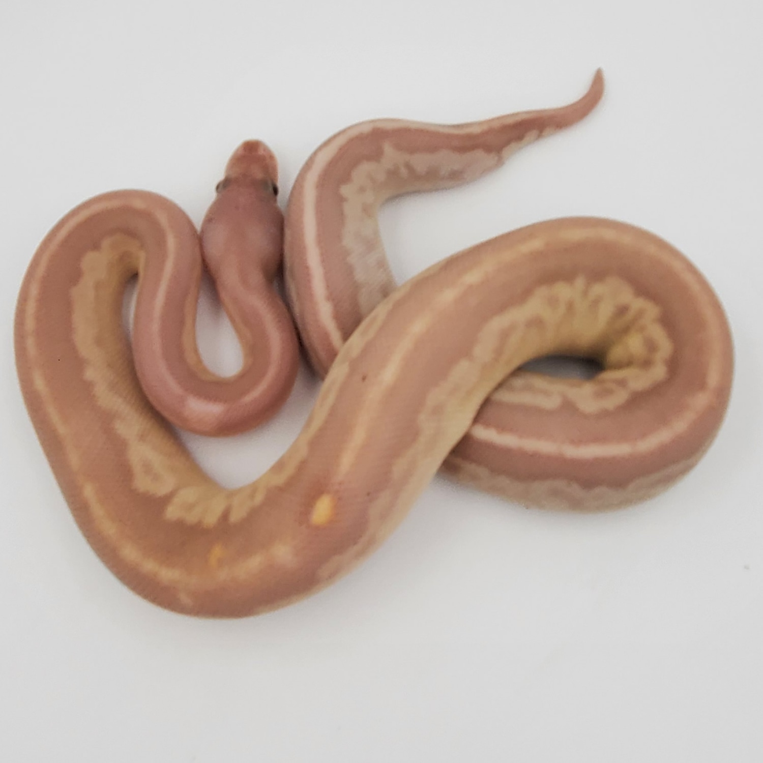 GARGOYLE BANANA VANILLA 50 Het G Stripe Ball Python by BADD Reptiles