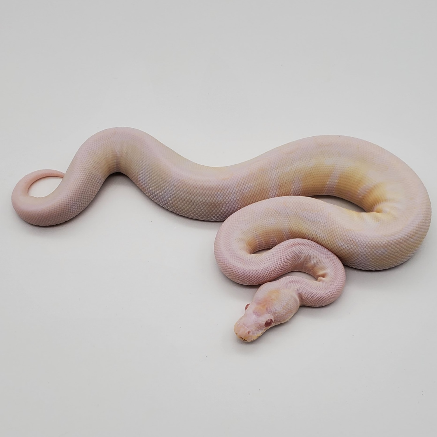 Vpi Snow Ball Python by BADD Reptiles - MorphMarket