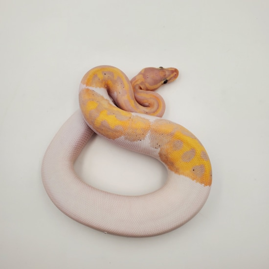 Pied Banana Fire Yellow Belly Ball Python by BADD Reptiles