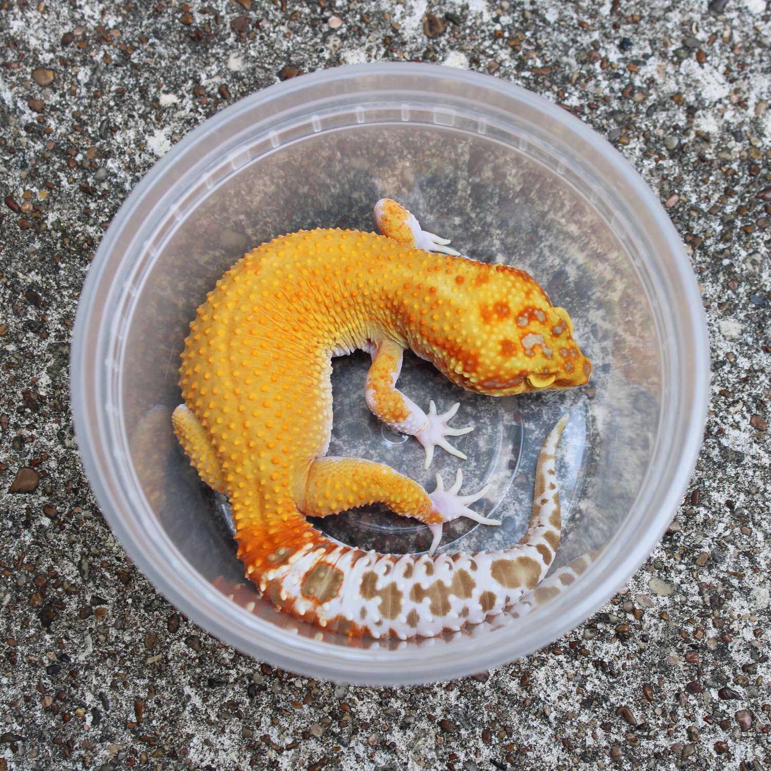 Pied Blood Raptor (JMG Line) Leopard Gecko by Leopards In Texas MorphMarket