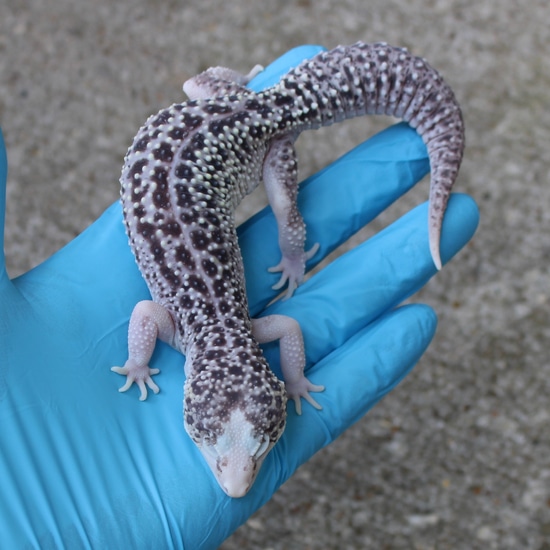 pied-hyper-xanthic-snow-eclipse-breeder-leopard-gecko-by-repsintx