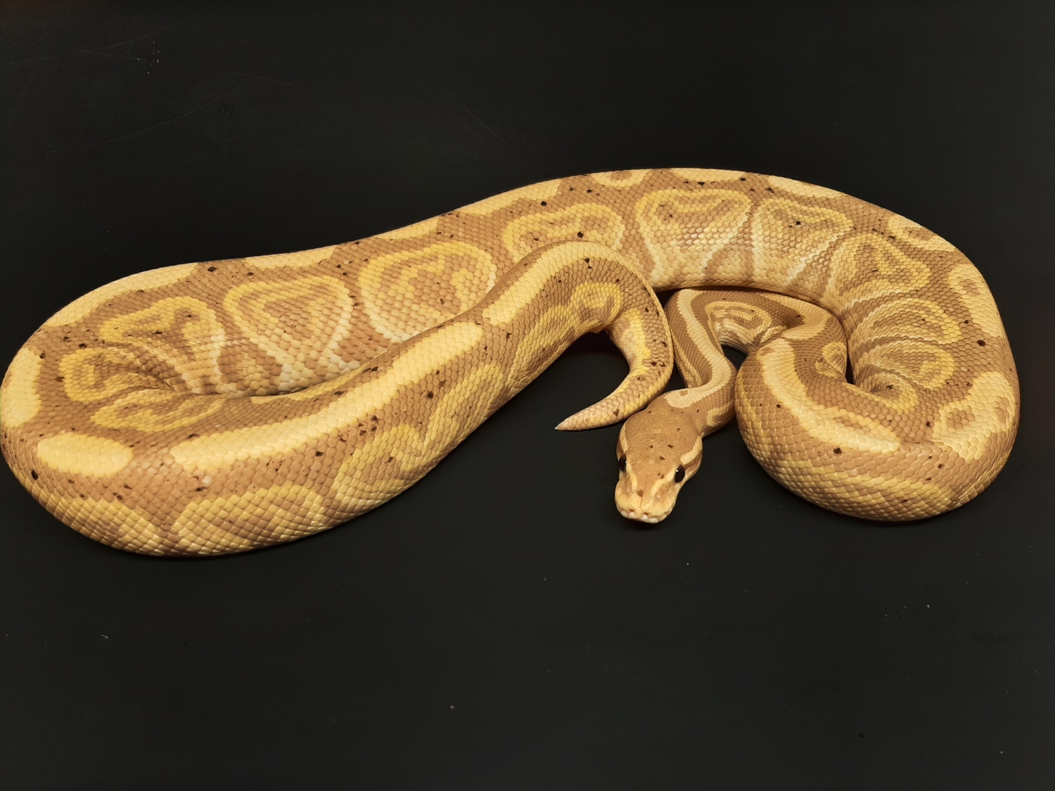 Banana Black Pastel 100 Het Albino Ball Python by The Ball Barn