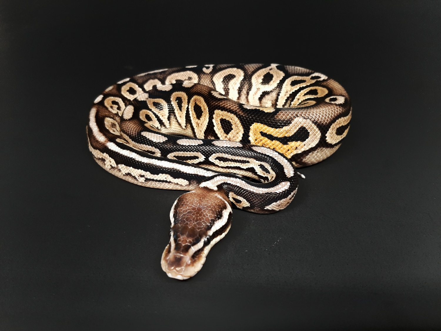 Pewter Mojave Ball Python by The Ball Barn MorphMarket US & Canada