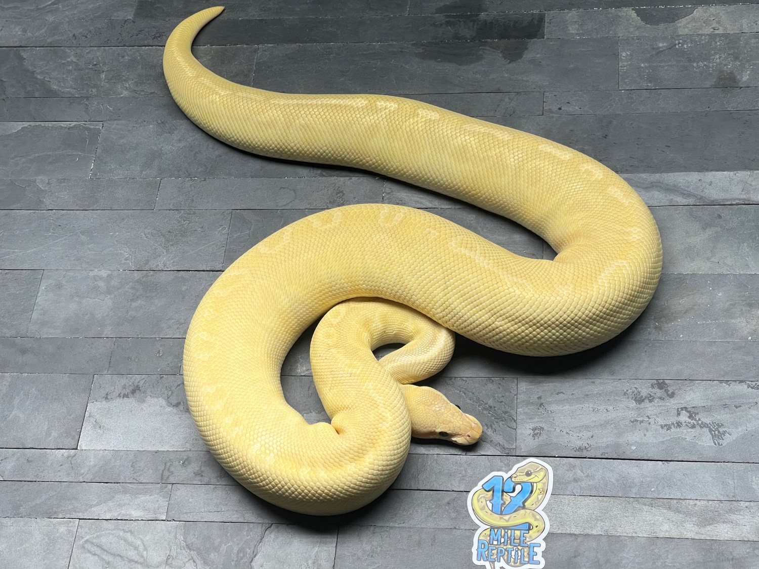 Banana Lesser Sunset Ball Python by 12 Mile Reptile - MorphMarket