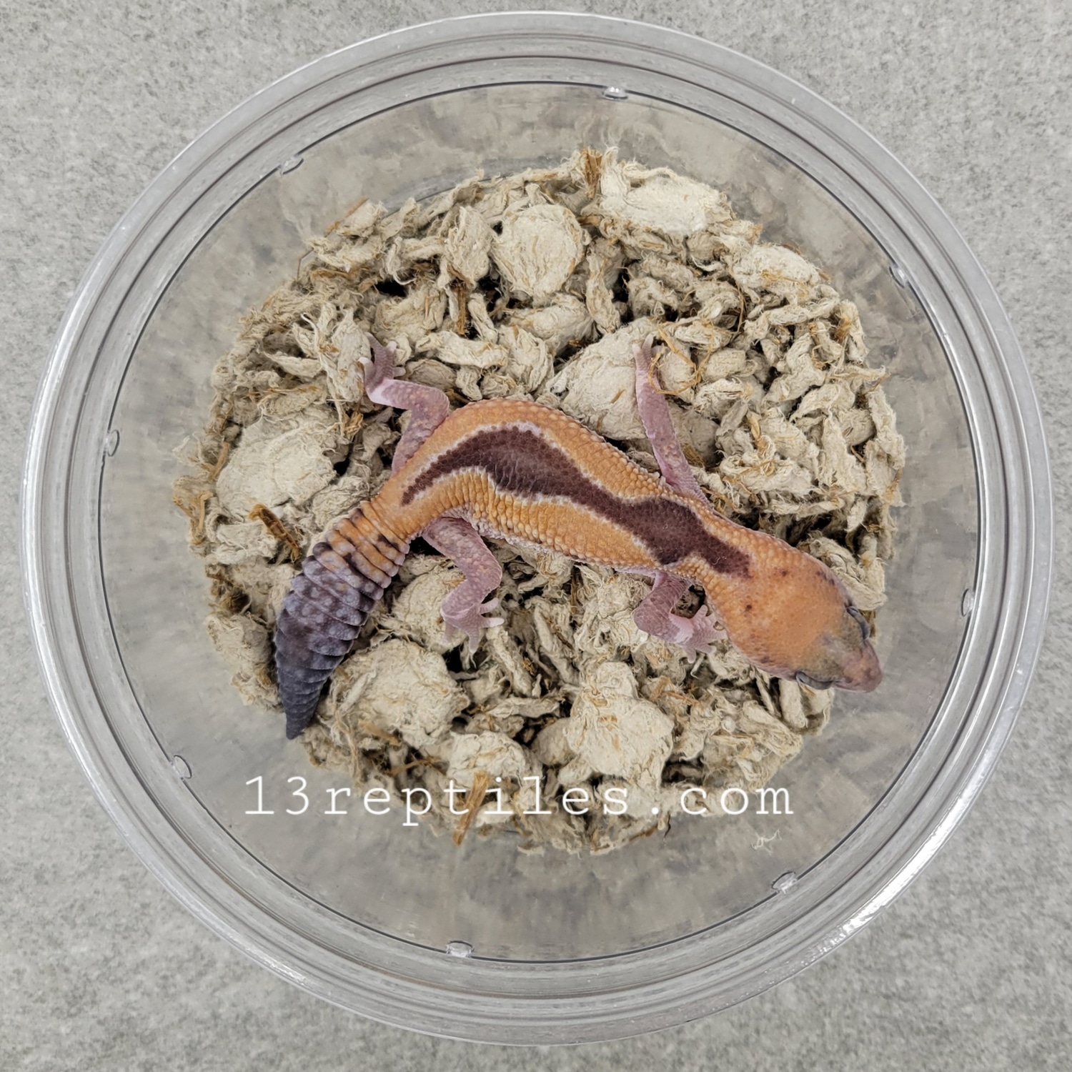 Zulu het 66 oreo ph caramel african fat tailed gecko by 13 reptiles