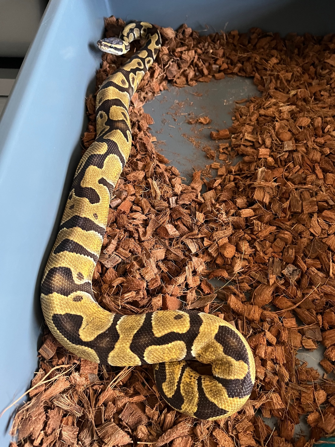 Enchi Het Sunset Ball Python by Amana Pythons - MorphMarket
