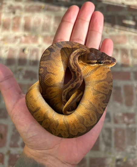 Sunset Ball Python by Amana Pythons
