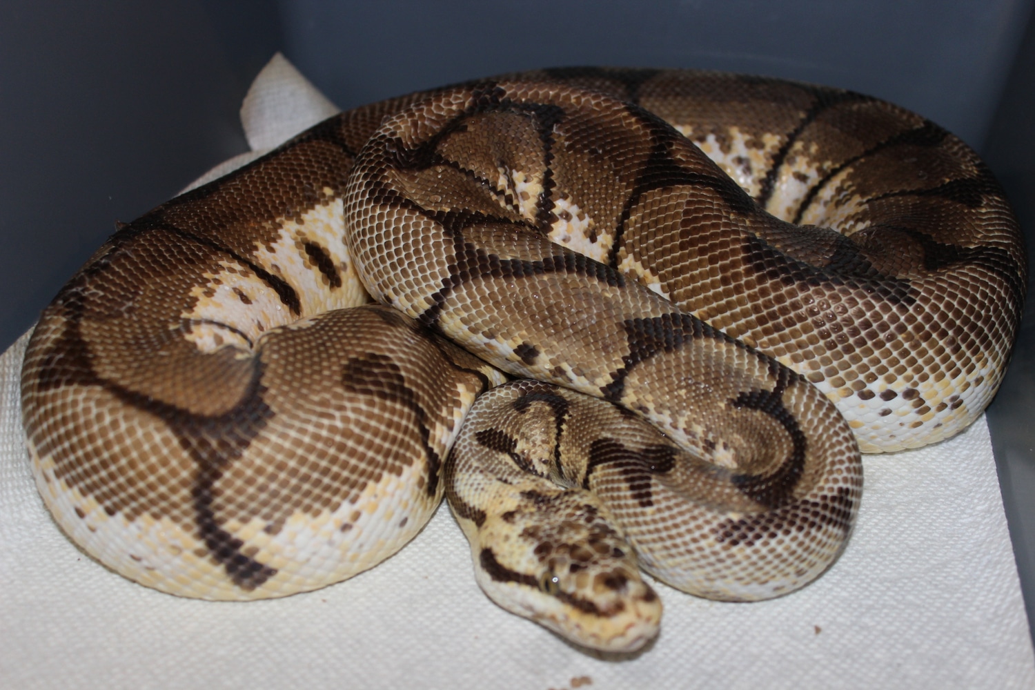 Bumblebee Ball Python by Morph pit llc - MorphMarket