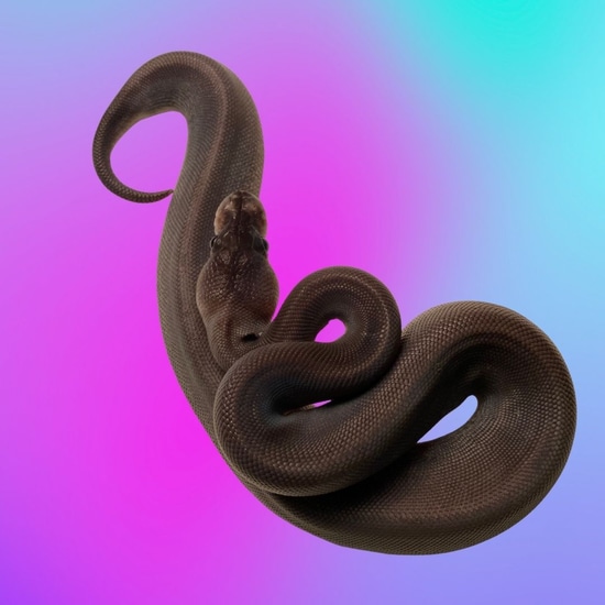 Super Cinnamon Ball Python by Neon Exotics