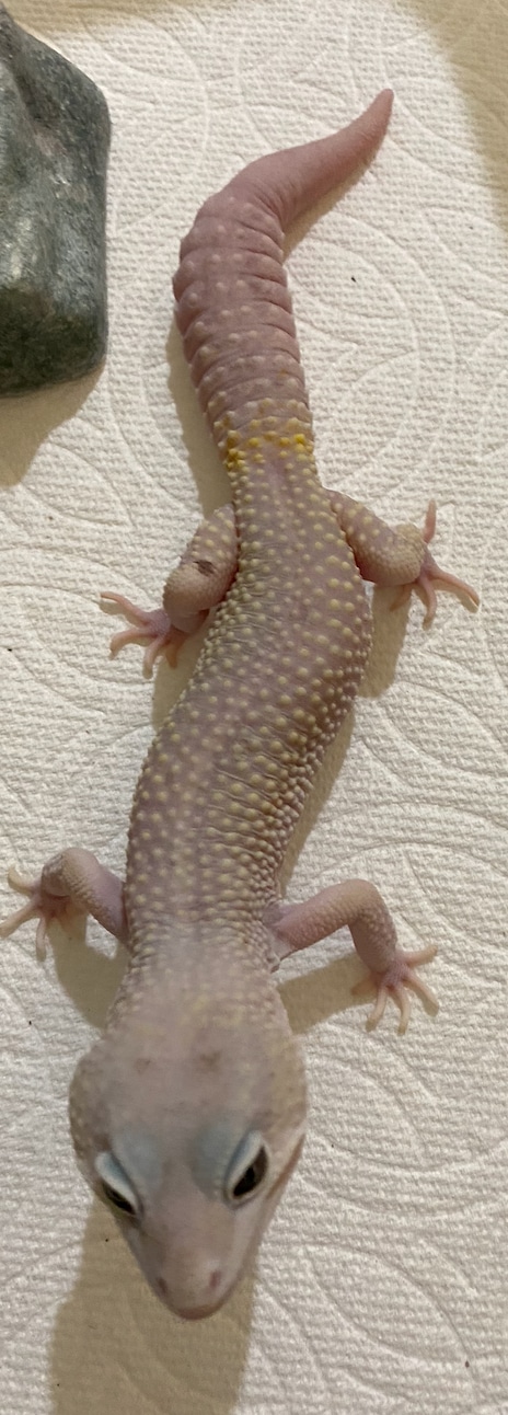 Blizzard Leopard Gecko Ball Python by Neon Exotics - MorphMarket